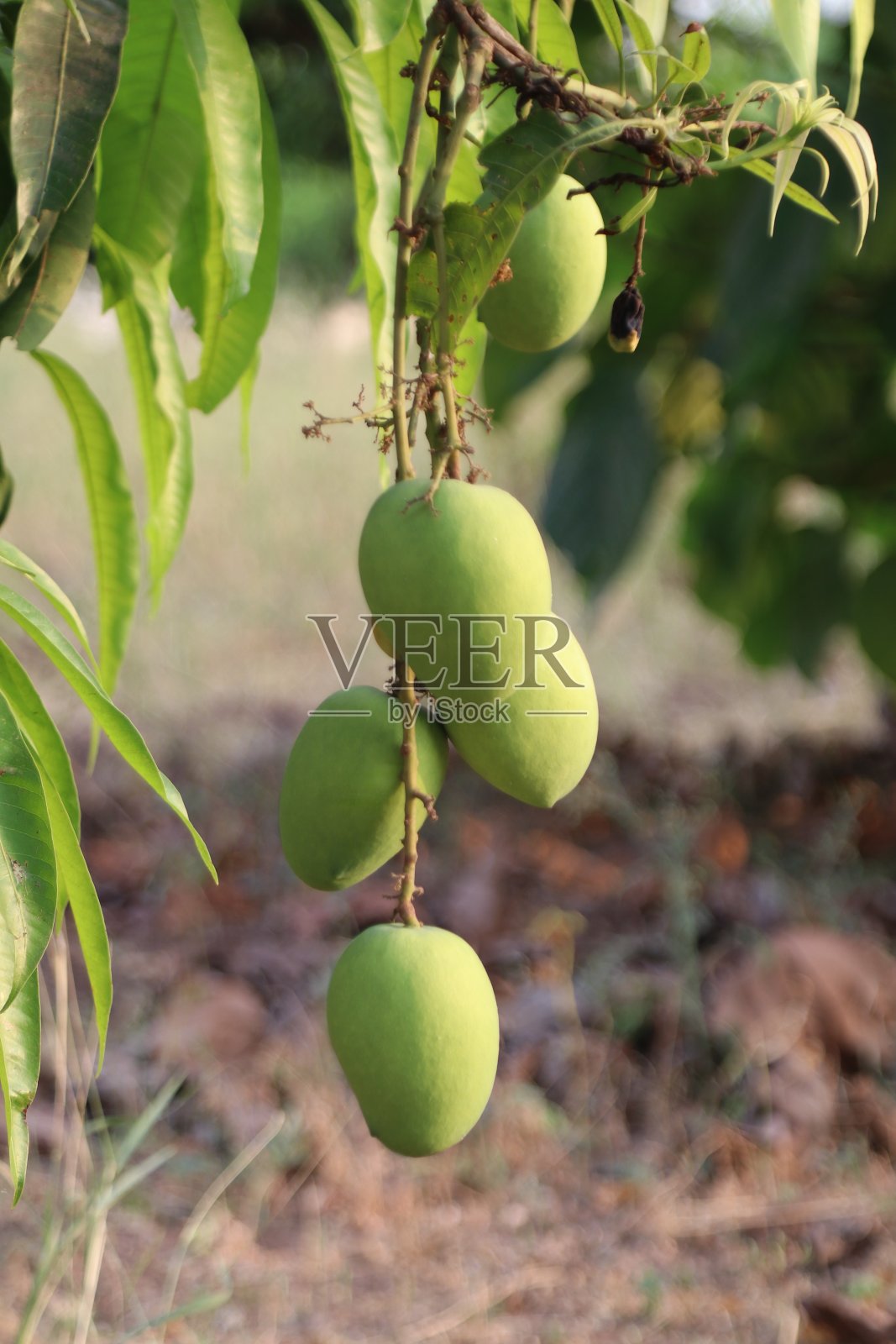 芒果照片摄影图片