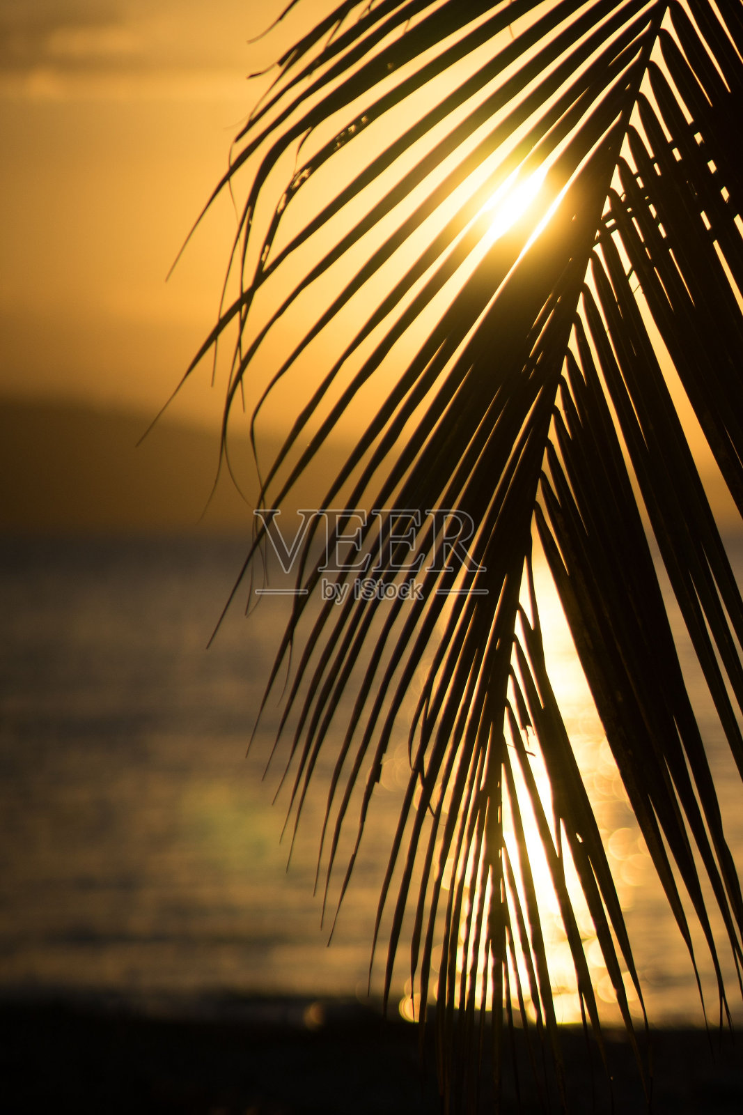棕榈叶的垂直选择性聚焦，太阳在日落时在背景中闪耀照片摄影图片