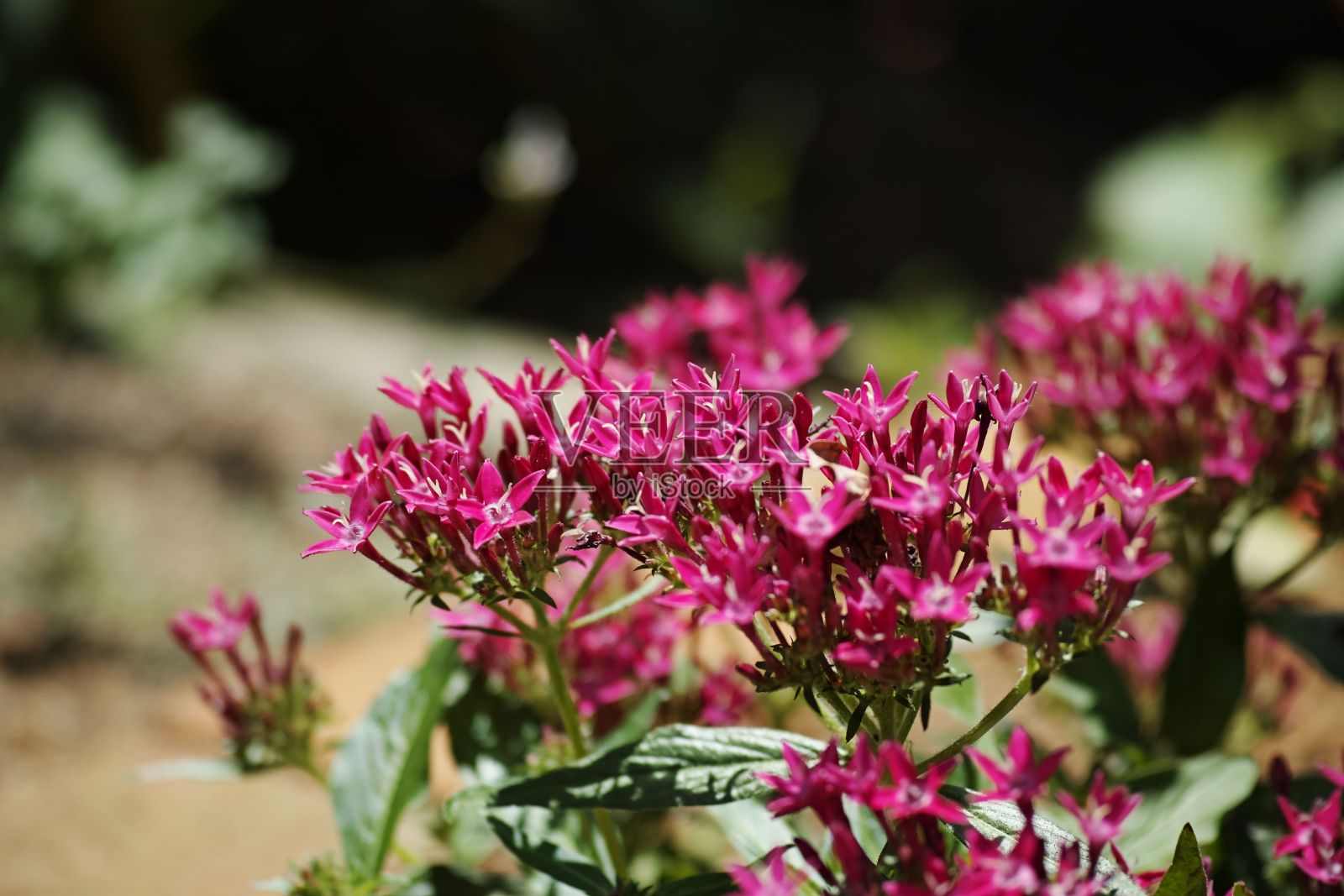 埃及星团的特写。照片摄影图片