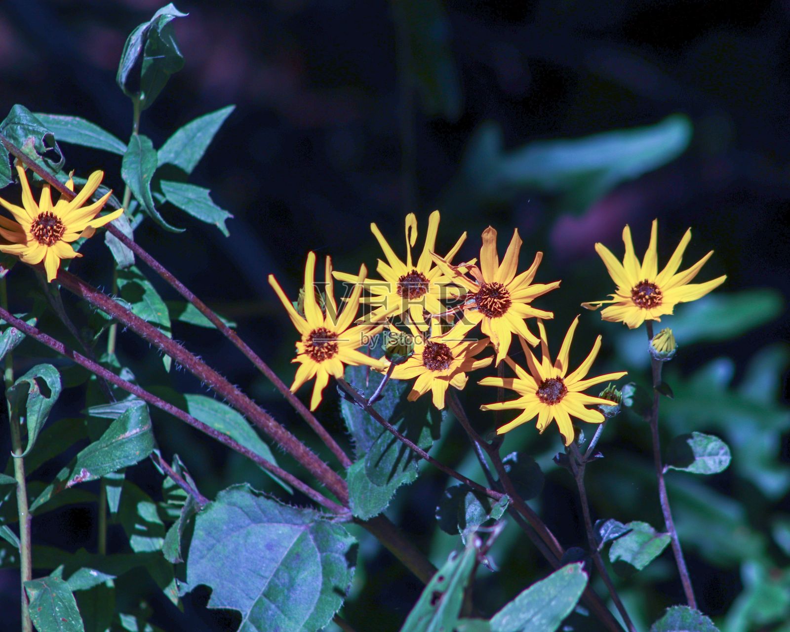 以散景为背景的花园里的黄花照片摄影图片