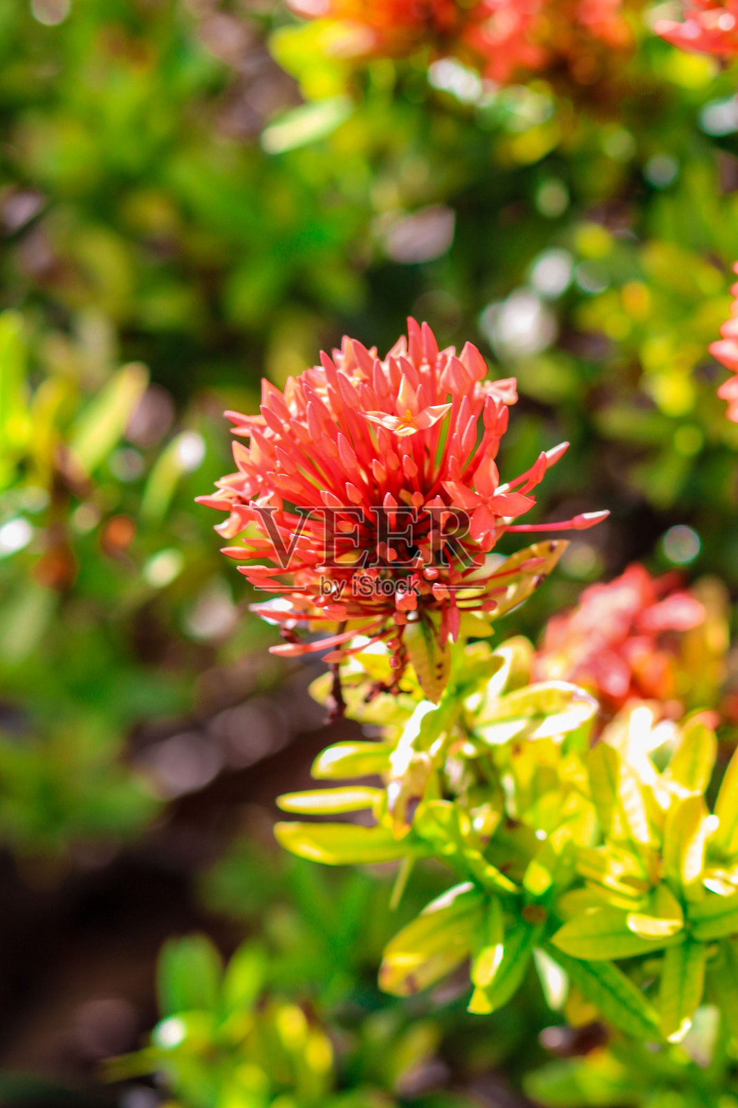 糖树花的垂直特写照片摄影图片