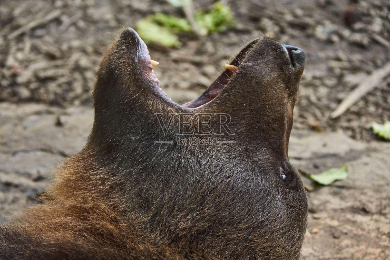 动物园里躺在岩石上的棕熊照片摄影图片