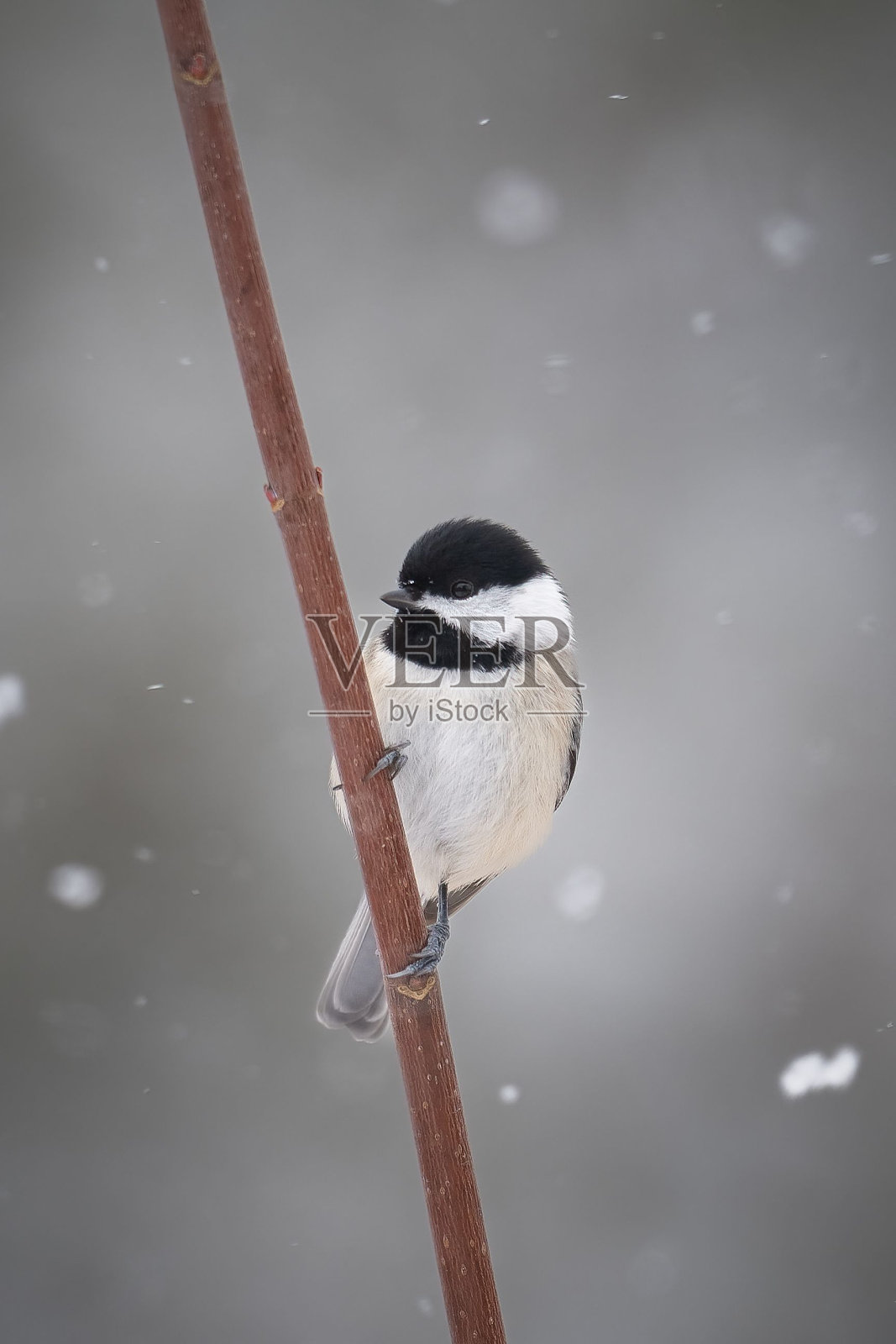 卡罗莱纳山雀(卡罗莱纳山雀)照片摄影图片