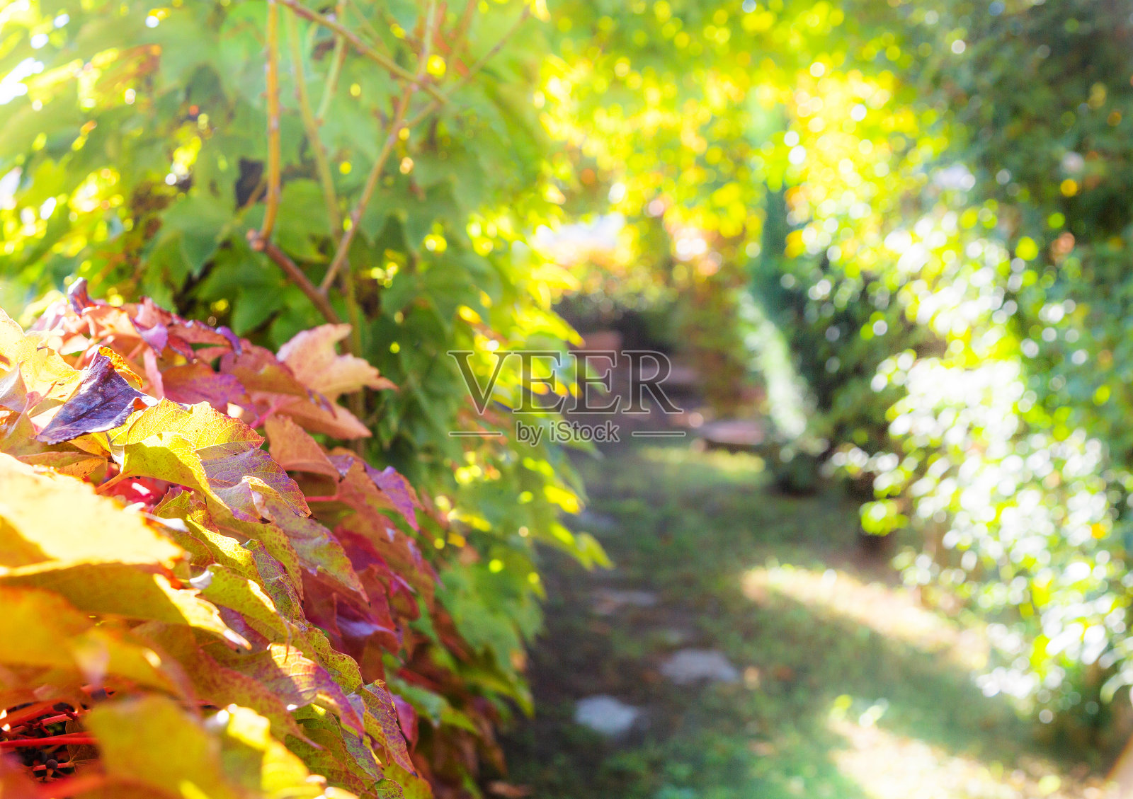 模糊的背景。阳光下花园的细节照片摄影图片