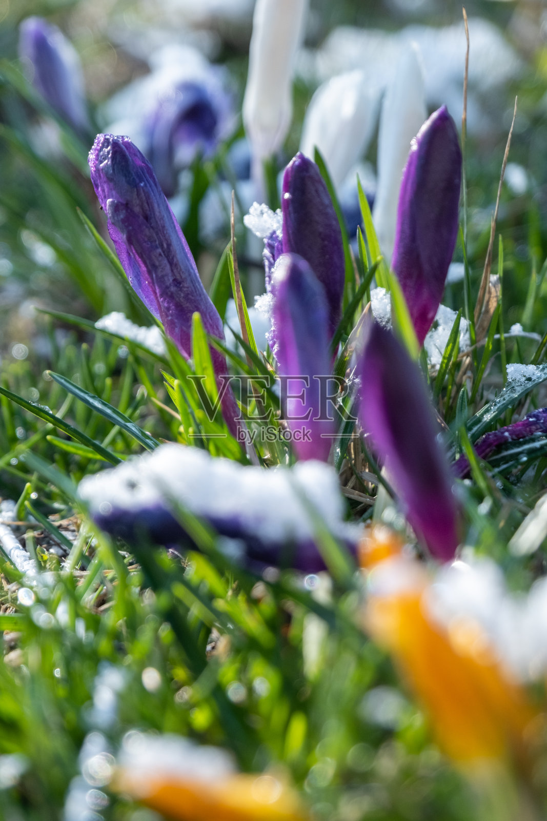 阳光下紫色和黄色番红花的闭合芽照片摄影图片