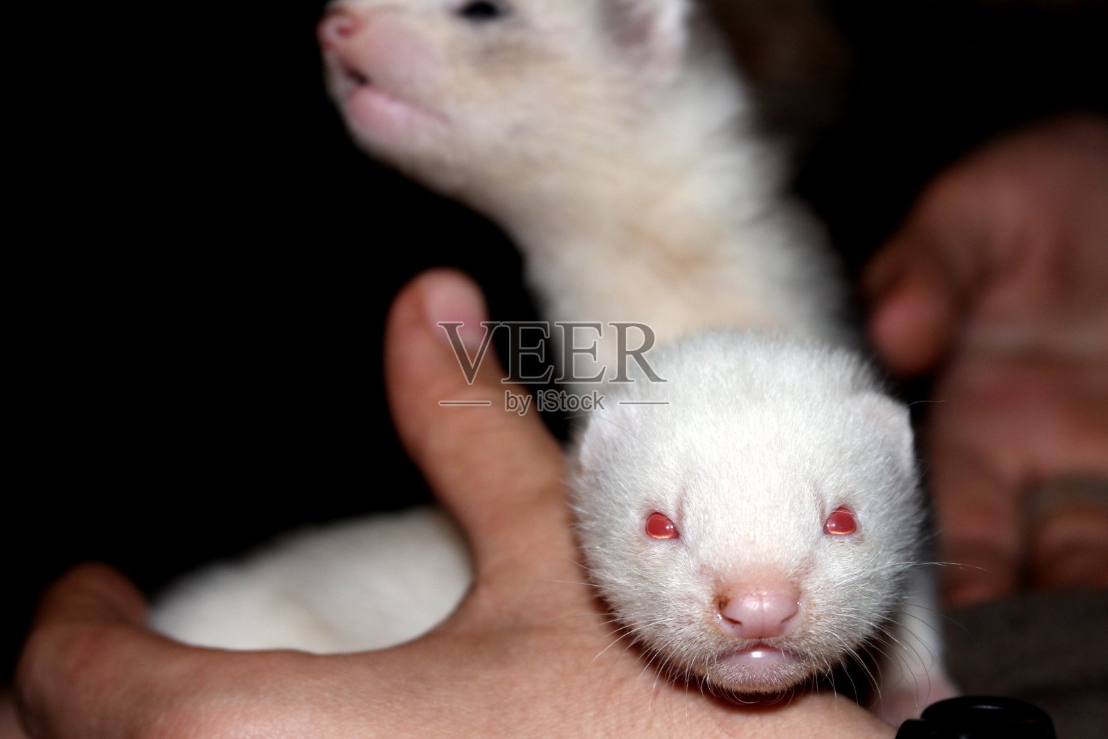两个雪貂孩子，孩子和狗的特写照片摄影图片