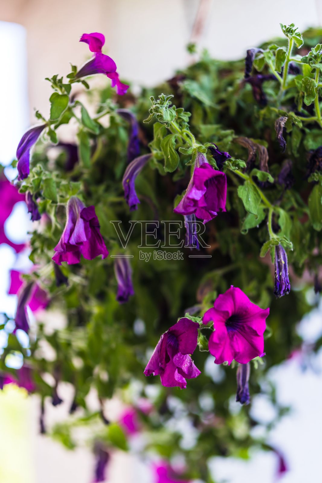 花园里挂着紫色的矮牵牛花照片摄影图片