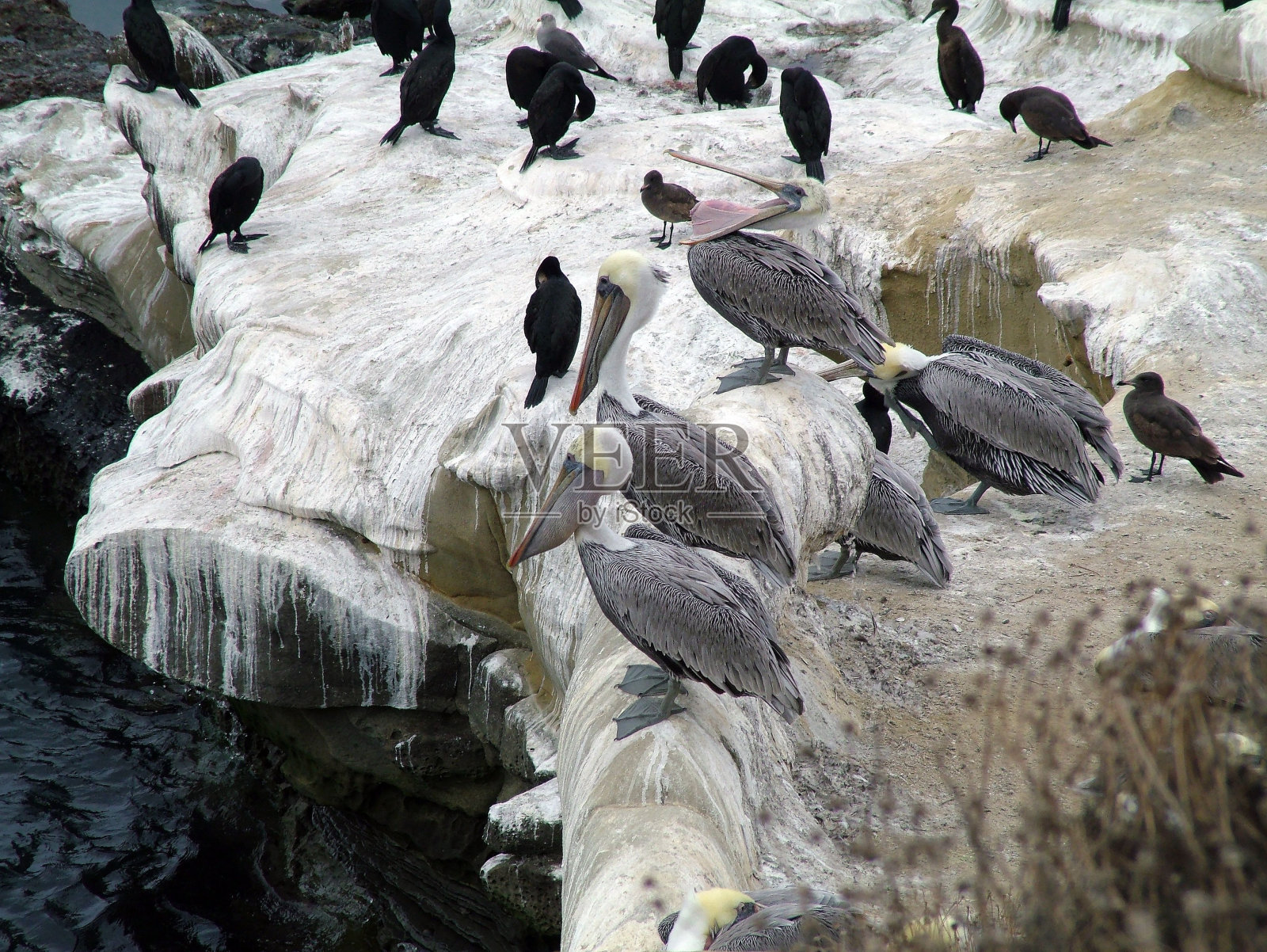 东褐鹈鹕和熔岩鸥栖息在水边岩石上的高角度照片照片摄影图片