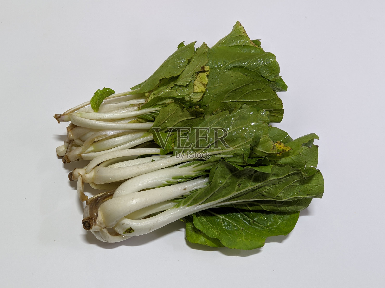 孤立背景上的青菜藻照片摄影图片