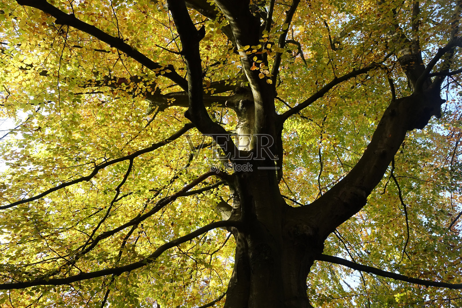 海牙公园里的印度夏日照片摄影图片