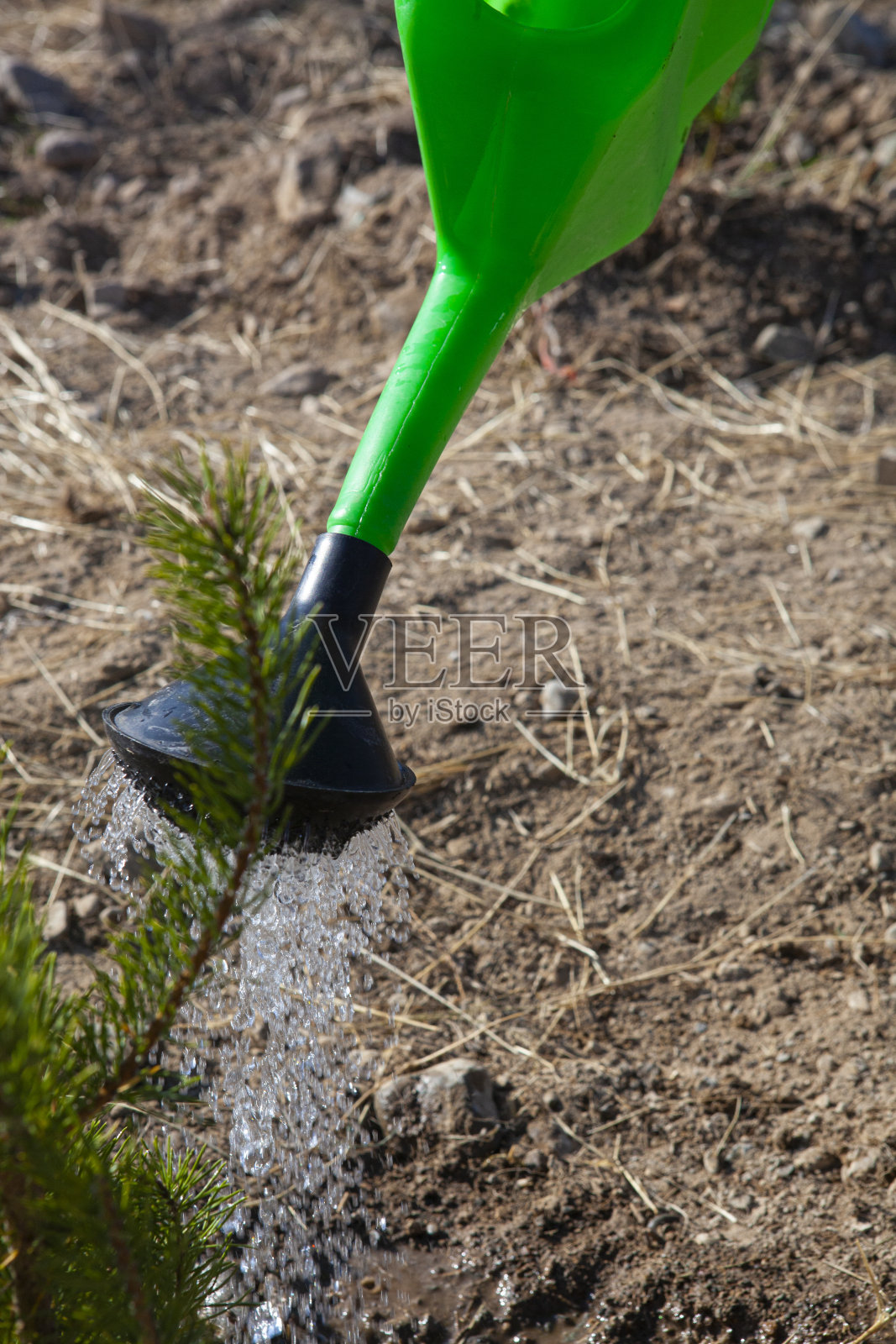 小女孩在后院给松树浇水。照片摄影图片