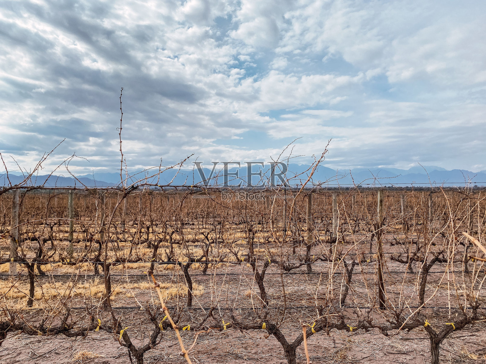 冬天多云的天空下的农业葡萄园的风景照片摄影图片
