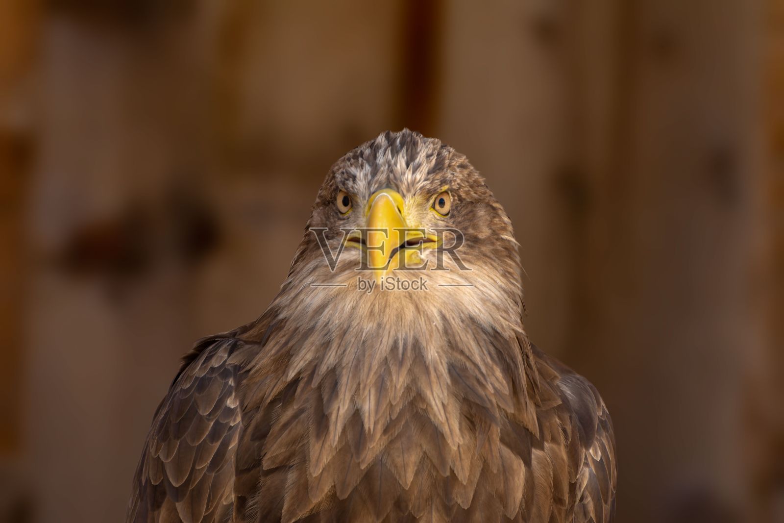 在模糊的背景中孤立的白尾鹰的特写照片摄影图片