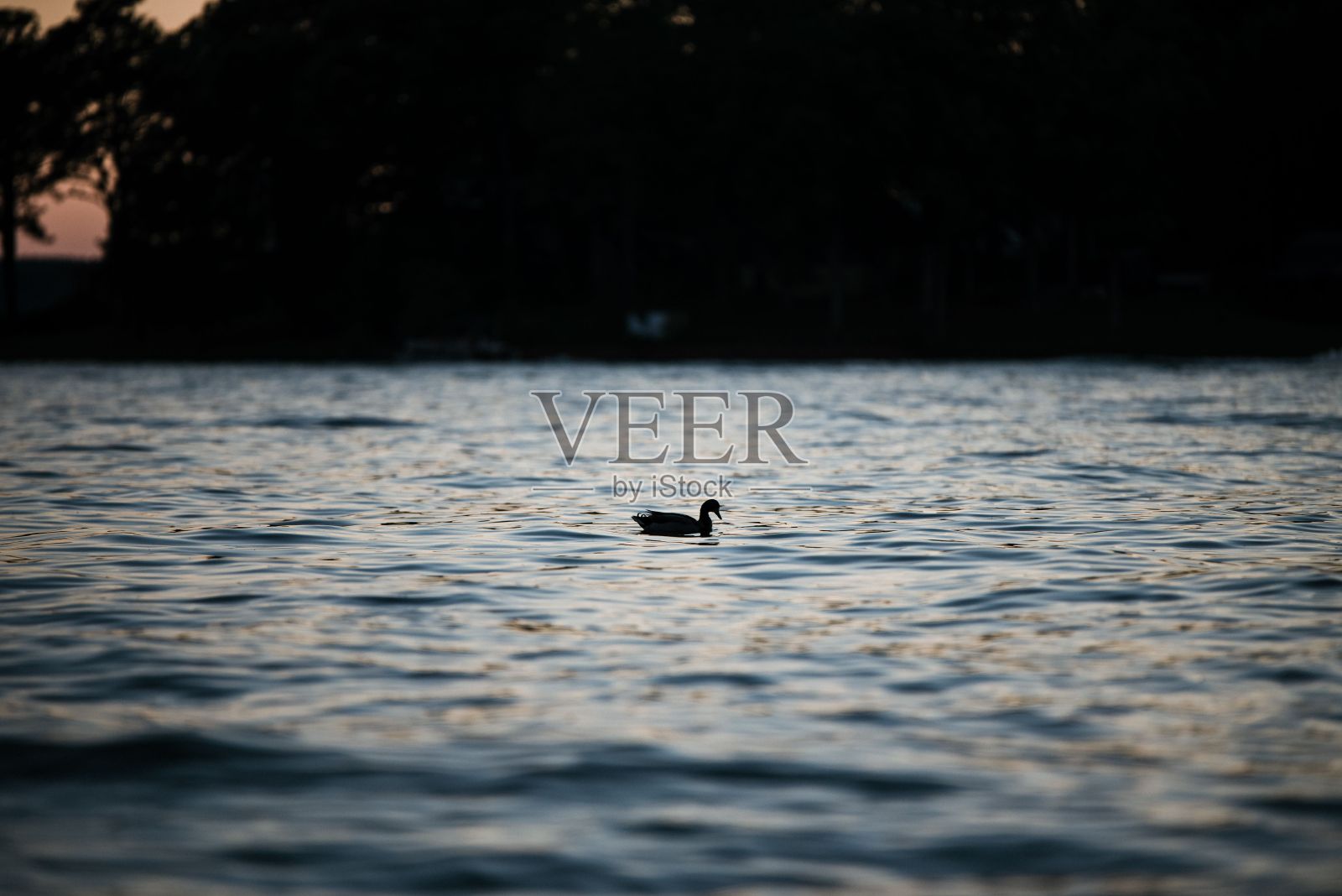 一只孤独的鸭子在南卡罗来纳州美丽的格林伍德湖游泳的剪影照片摄影图片