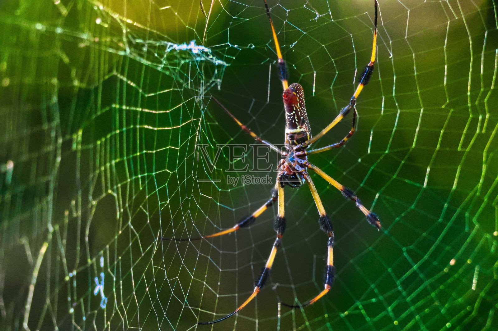 微距拍摄的花园蜘蛛在它的网照片摄影图片