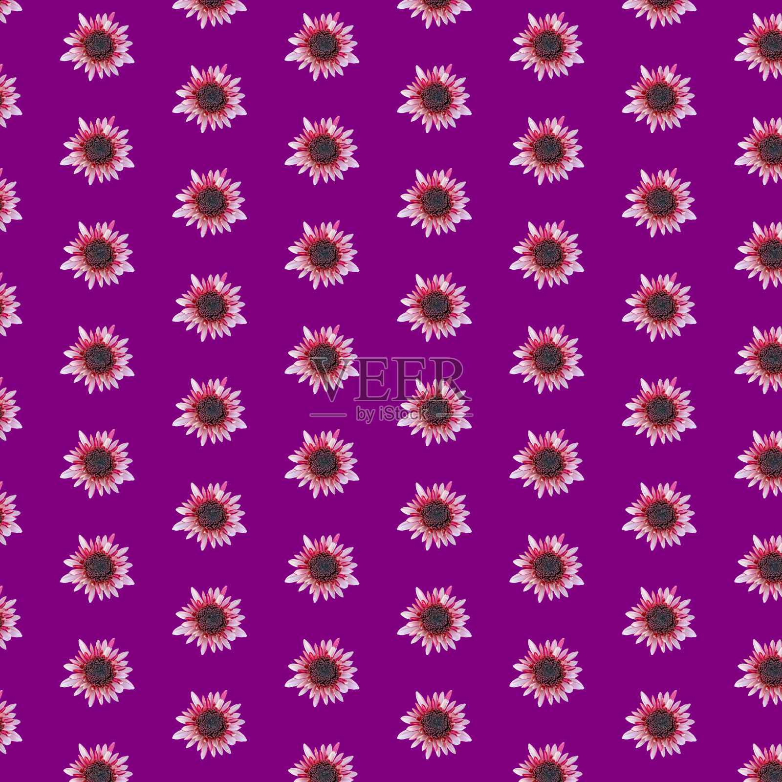 图案与菊花在网格上紫罗兰的背景。花卉背景与几何网格元素照片摄影图片