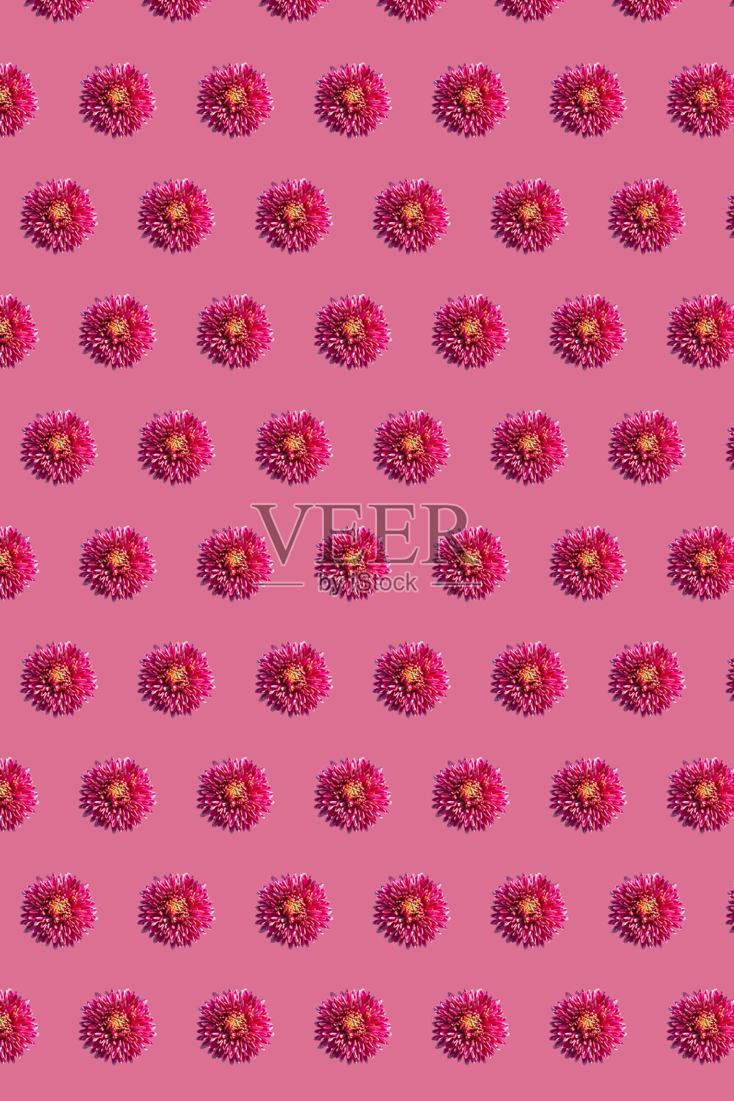 垂直背景与菊花在规则的网格上平静的粉红色。花卉背景与几何网格图案的元素照片摄影图片