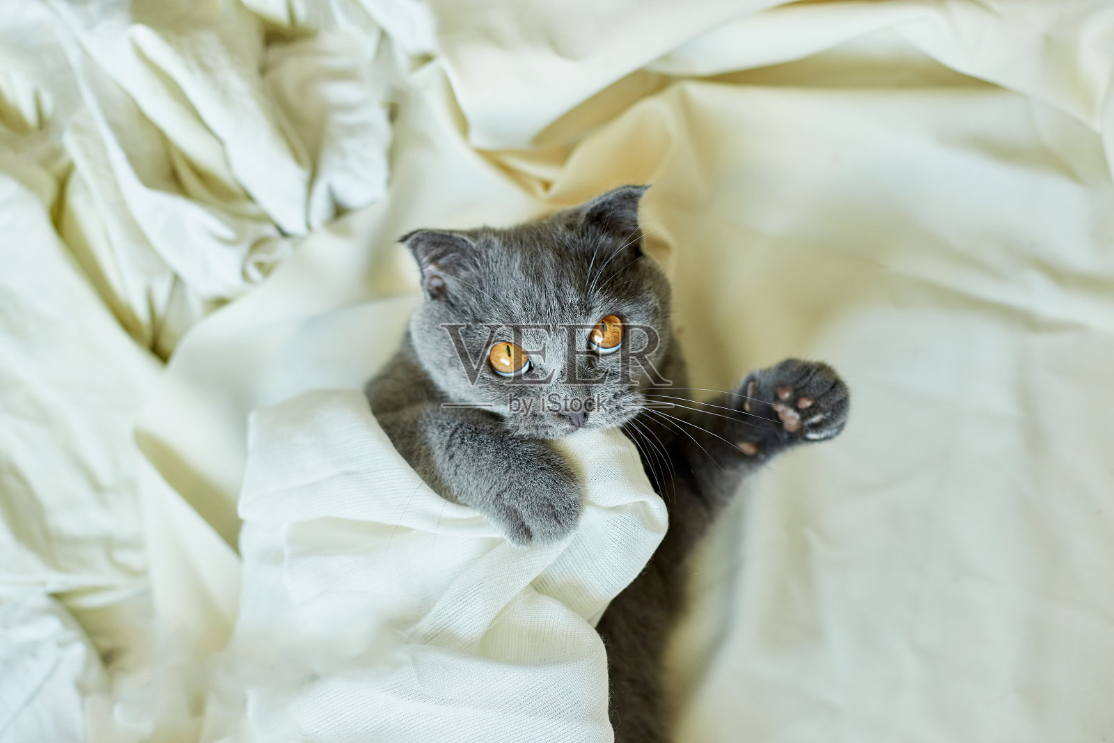 舒适的灰色苏格兰折耳猫躺在毯子下，在家里的床上。前视图。照片摄影图片