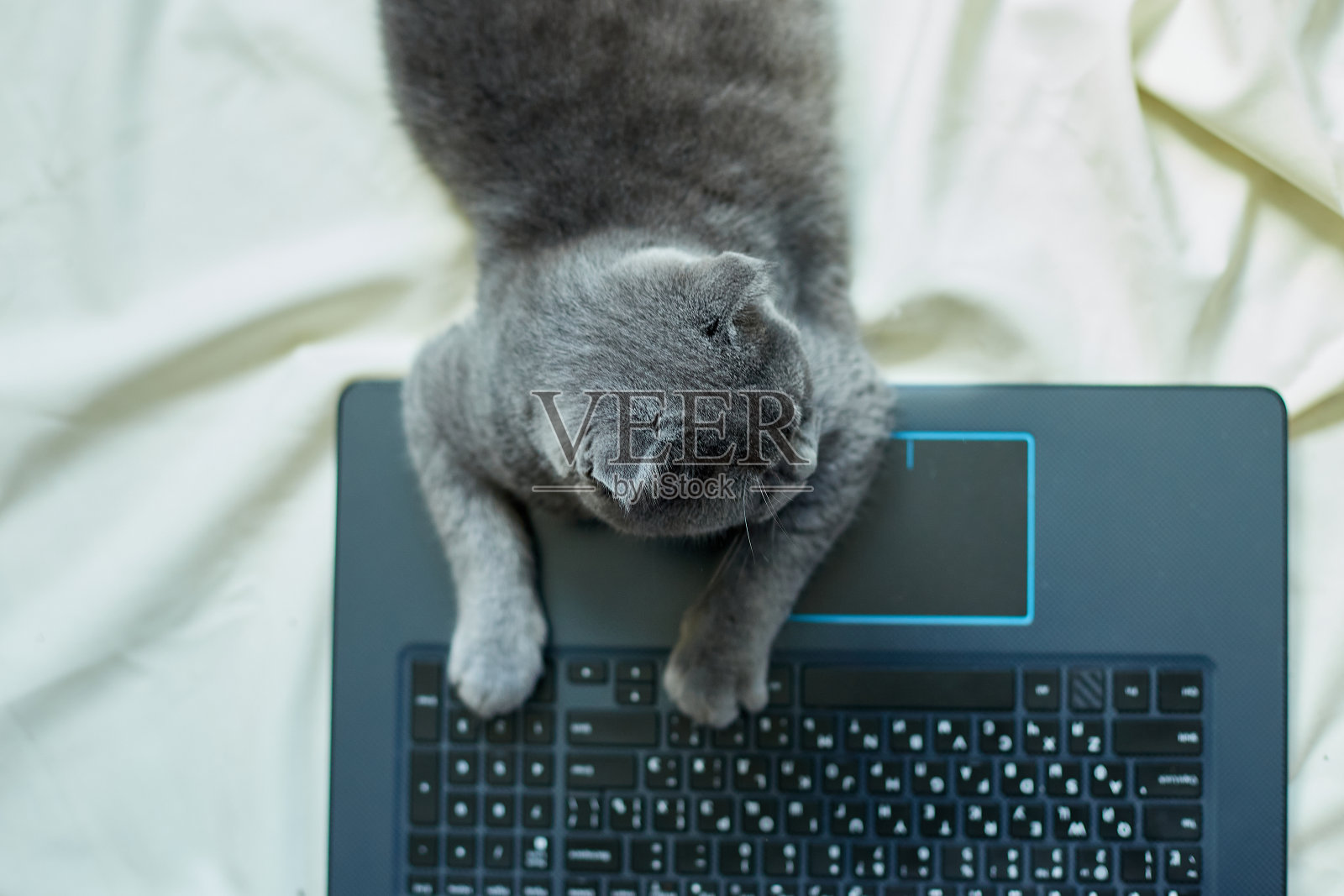 一只可爱的灰色苏格兰折耳猫躺在床上的笔记本电脑旁。懒惰的工作，有条理的工作空间照片摄影图片