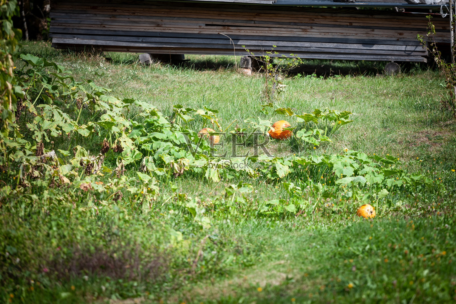 选择性模糊的橙色南瓜，南瓜，生长在一个花园的田野，在秋天，成熟，准备收割。照片摄影图片
