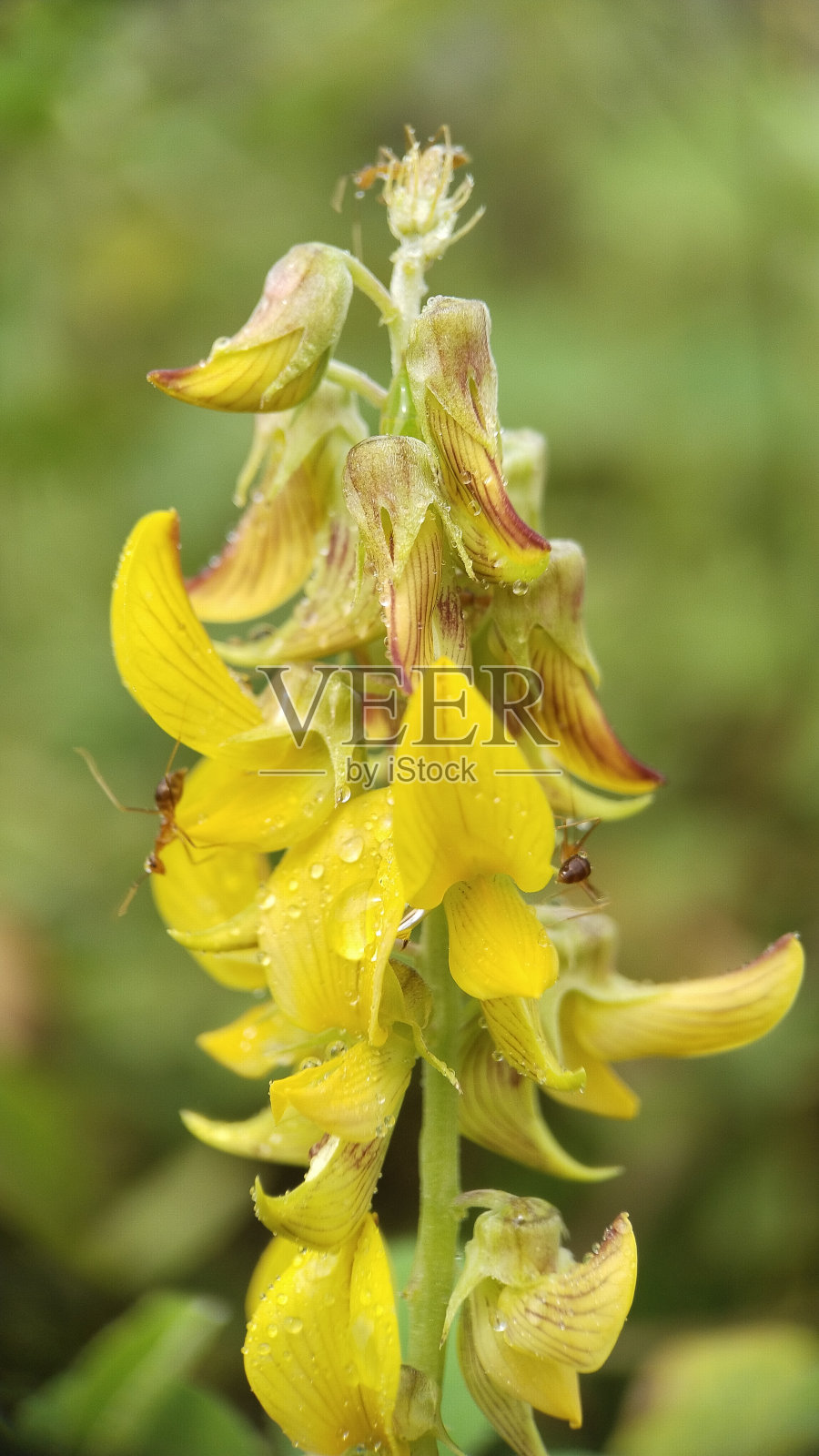植物在花边平原收集照片摄影图片
