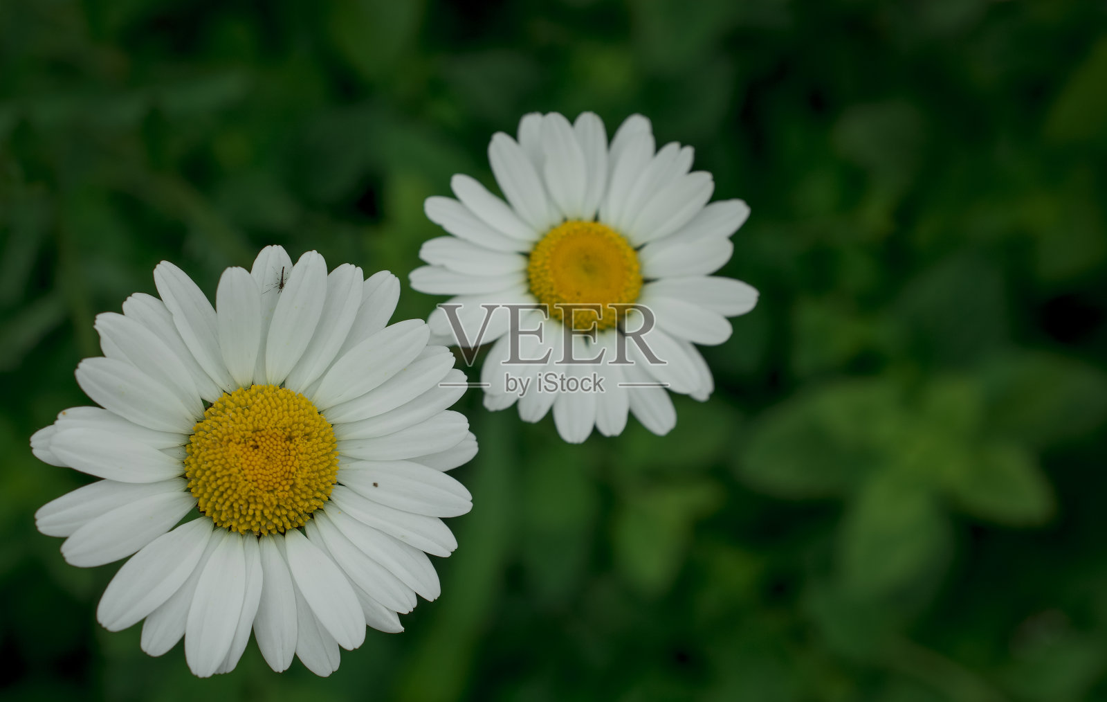 公园里的白色雏菊照片摄影图片