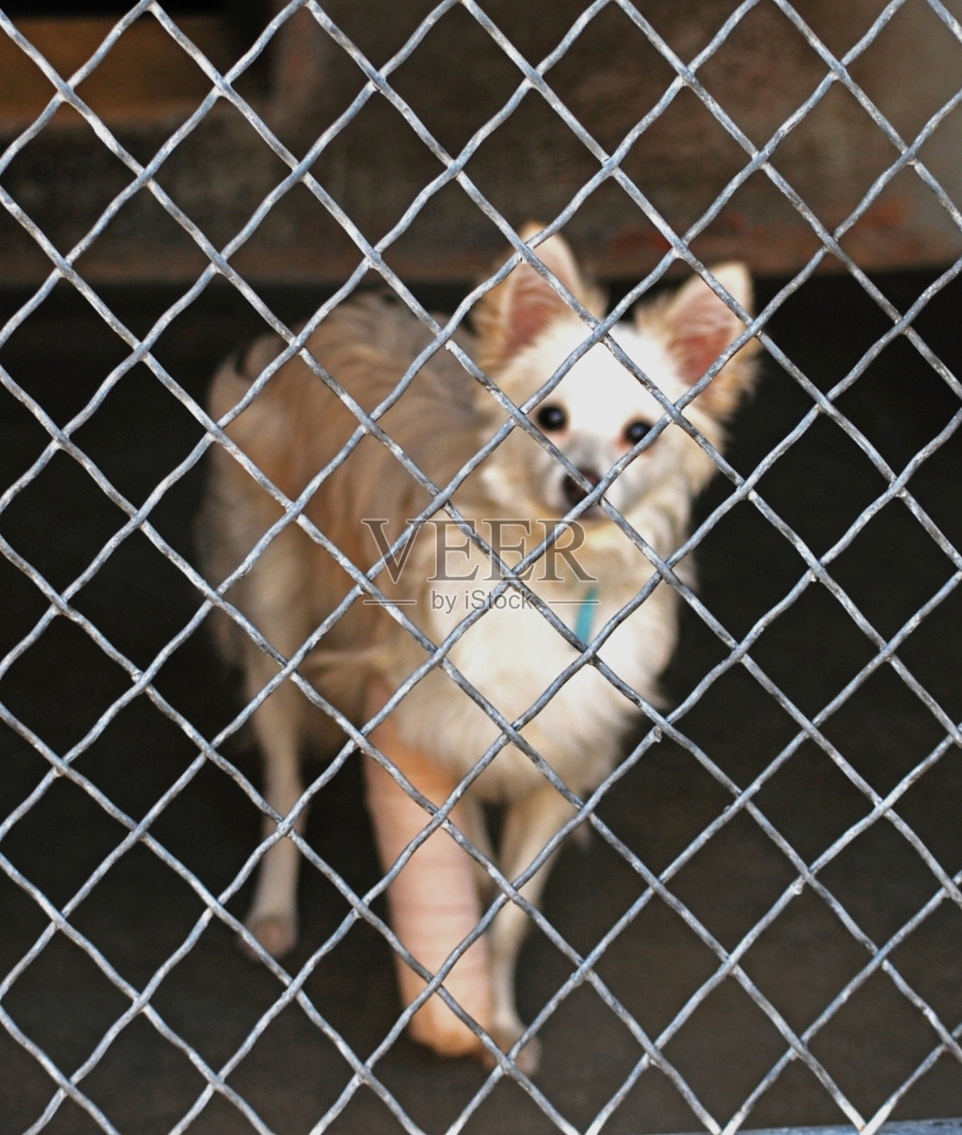 收容所的白狗照片摄影图片