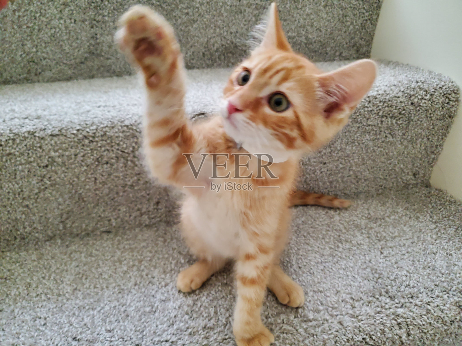 嗨，五星小猫照片摄影图片