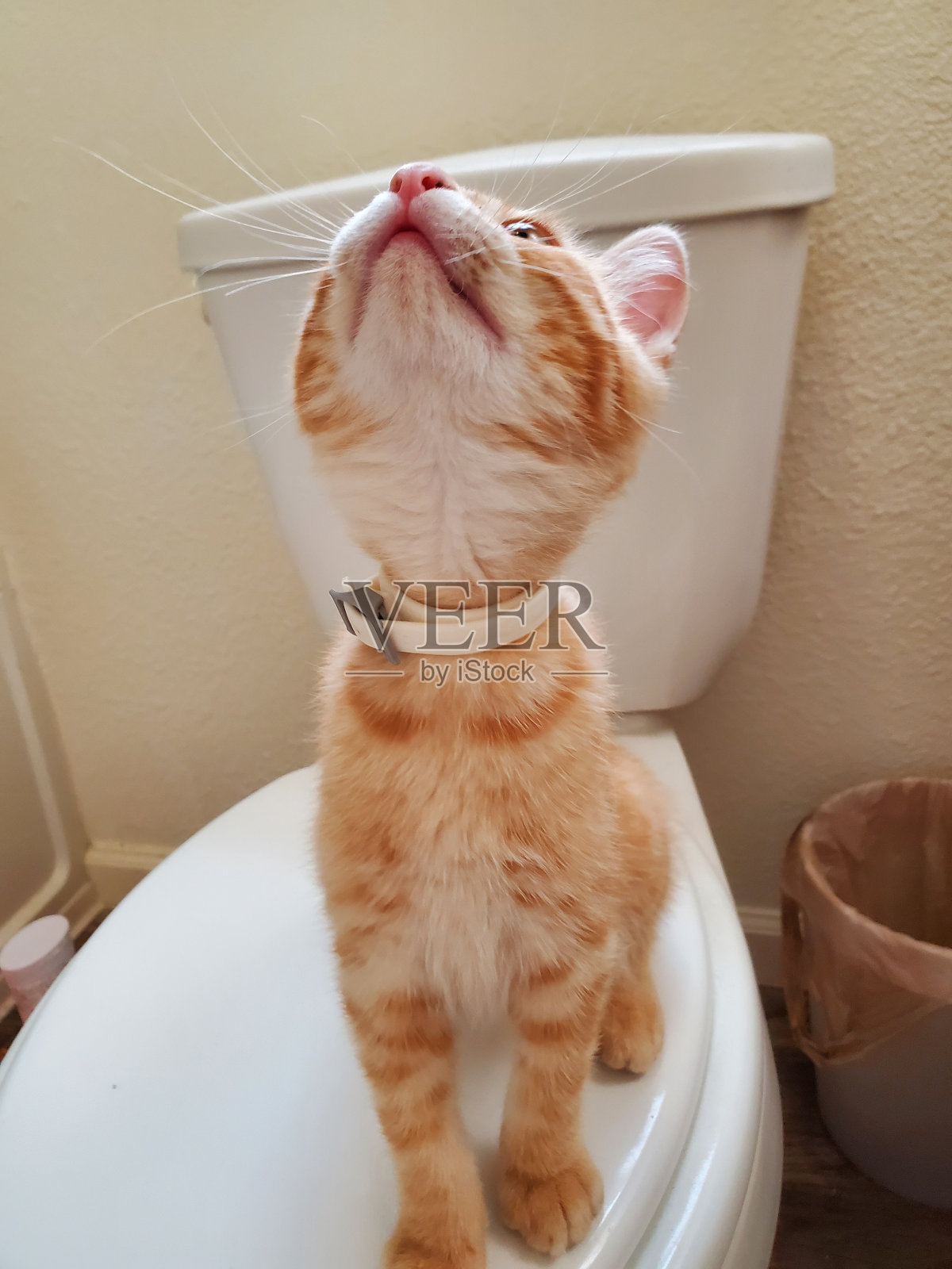 小猫抬头看照片摄影图片