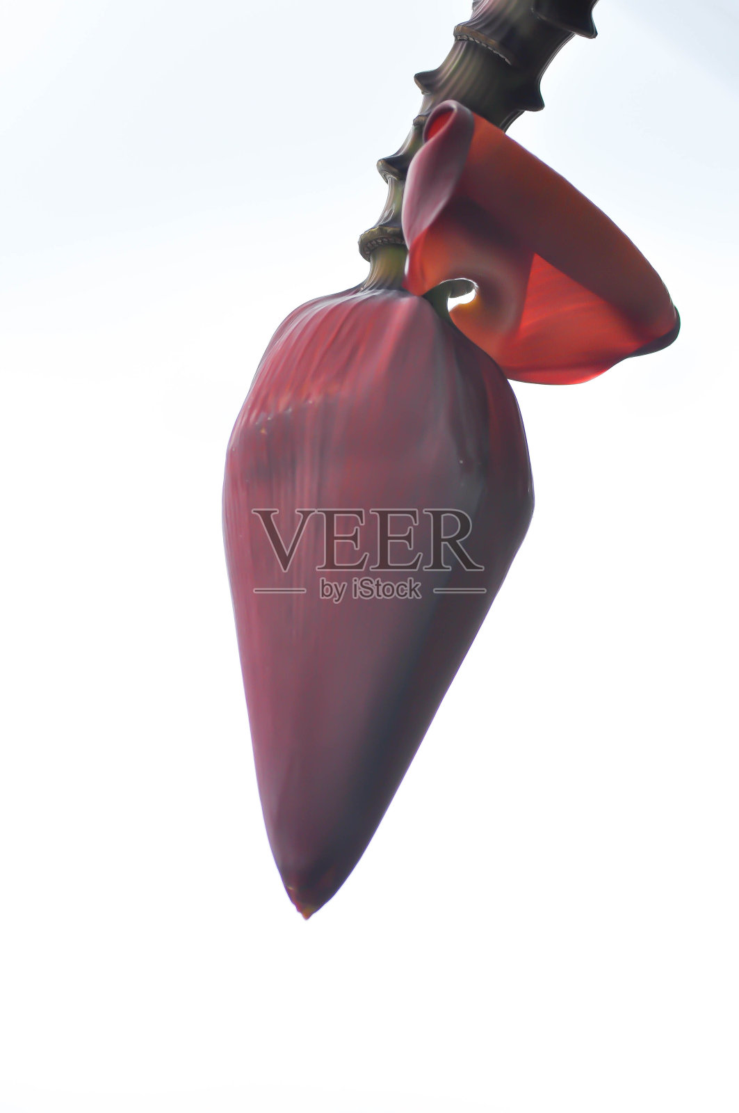 香蕉种子或香蕉植物，香蕉树或香蕉花照片摄影图片