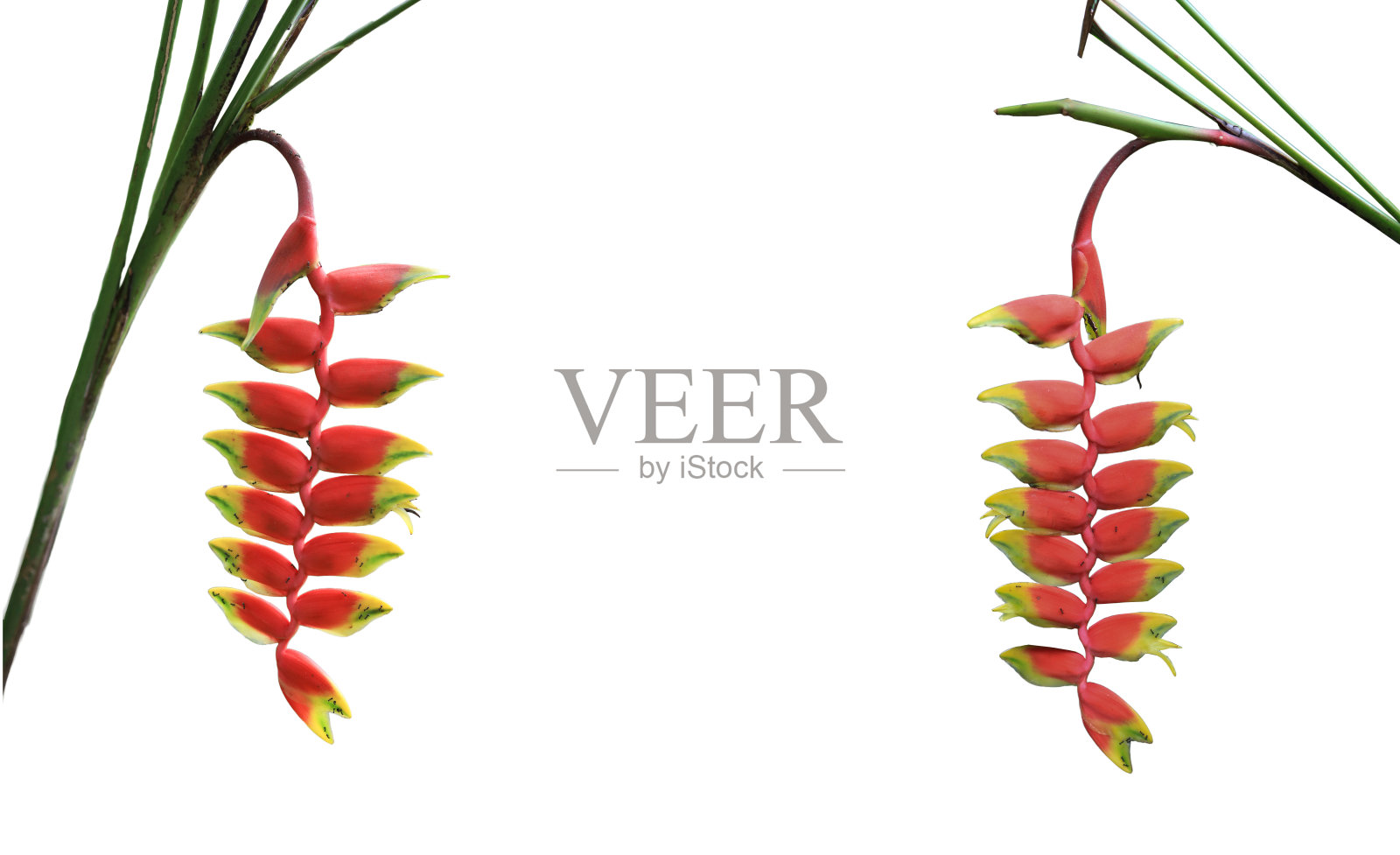 美丽的红色Heliconia花植物，热带花孤立在白色背景与修剪路径。照片摄影图片