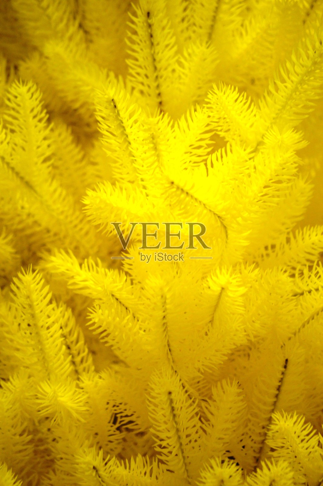 圣诞树照片摄影图片