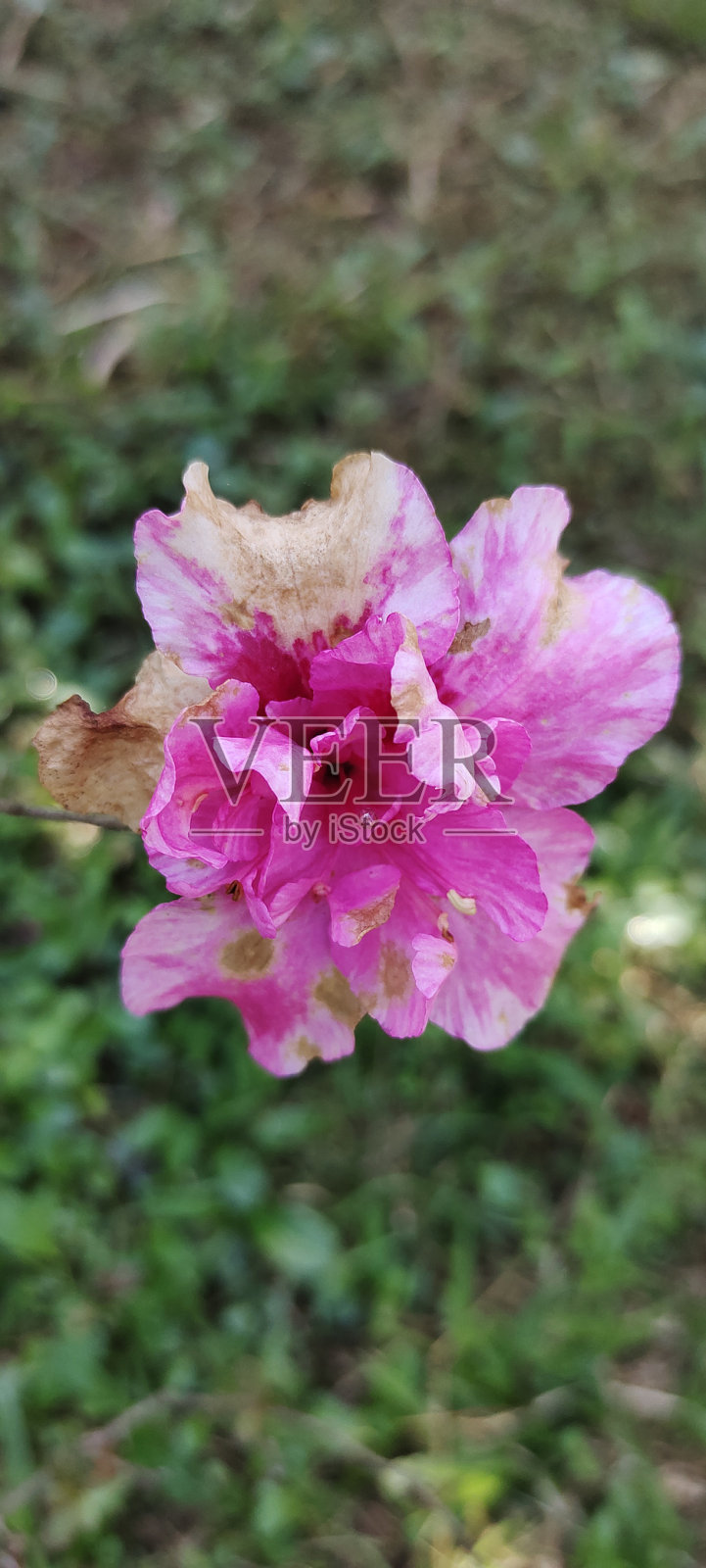 杜鹃花照片摄影图片