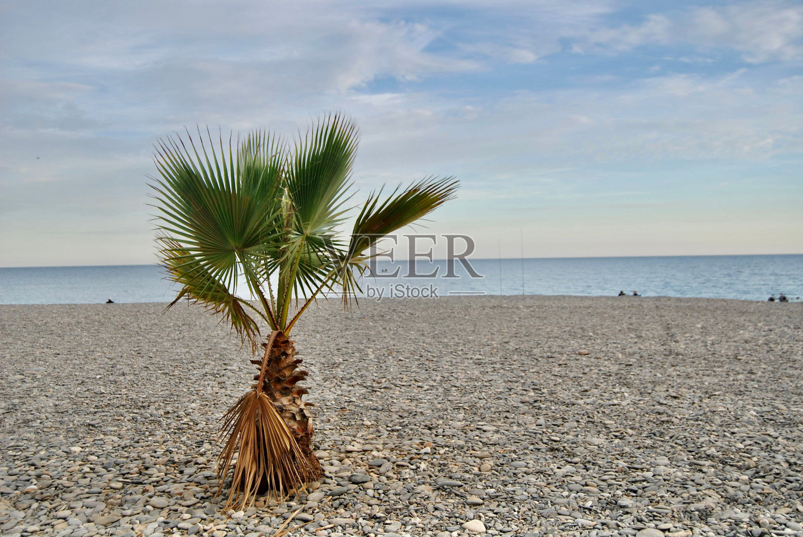 日出时岸上的一颗小棕榈照片摄影图片