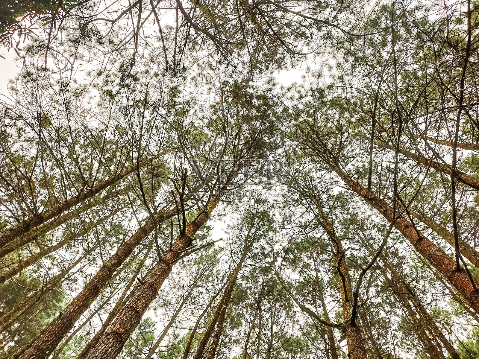 寂静的森林里的伞树照片摄影图片