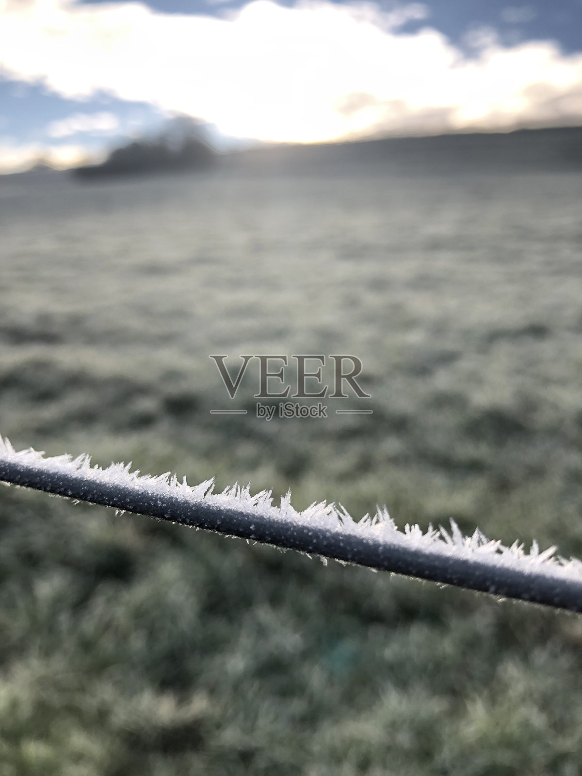 柳丝上覆盖着霜和冰晶照片摄影图片