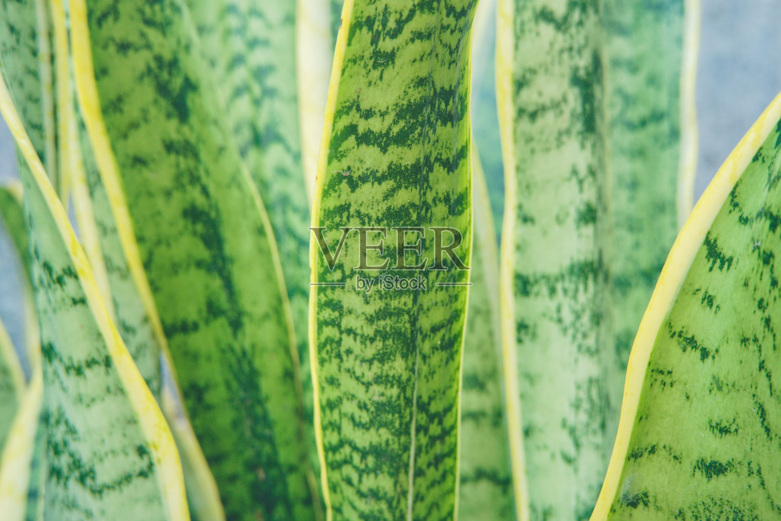 绿叶三叶草，室内观赏植物照片摄影图片