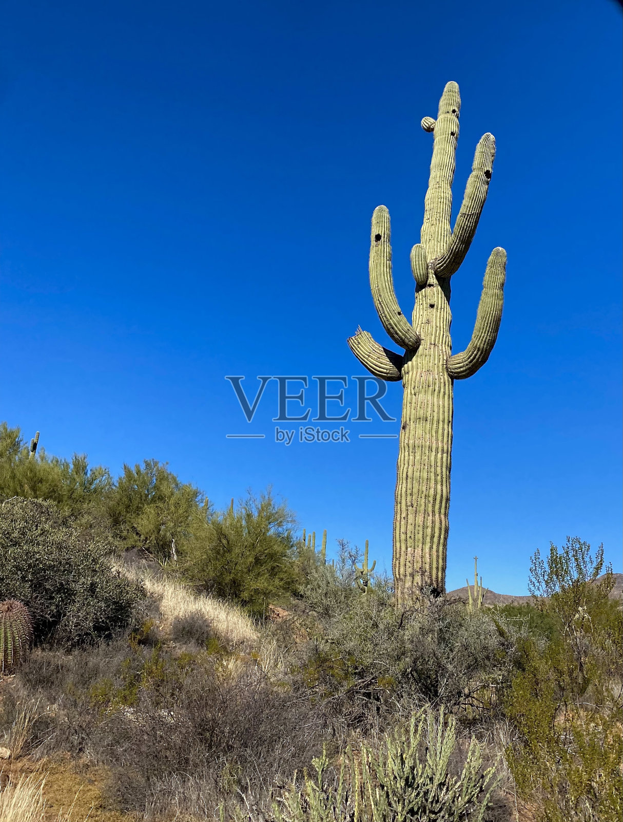 仙人掌亚利桑那沙漠照片摄影图片