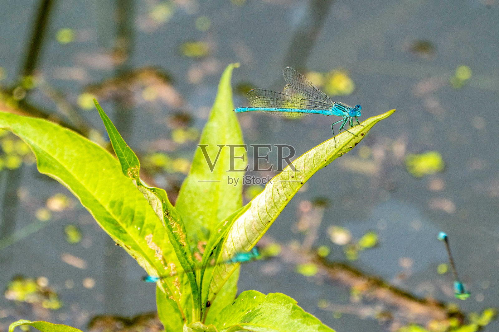 在一个阳光明媚的日子里，一只亮蓝色的豆娘坐在池塘上方一片生机勃勃的浅绿色叶子上照片摄影图片