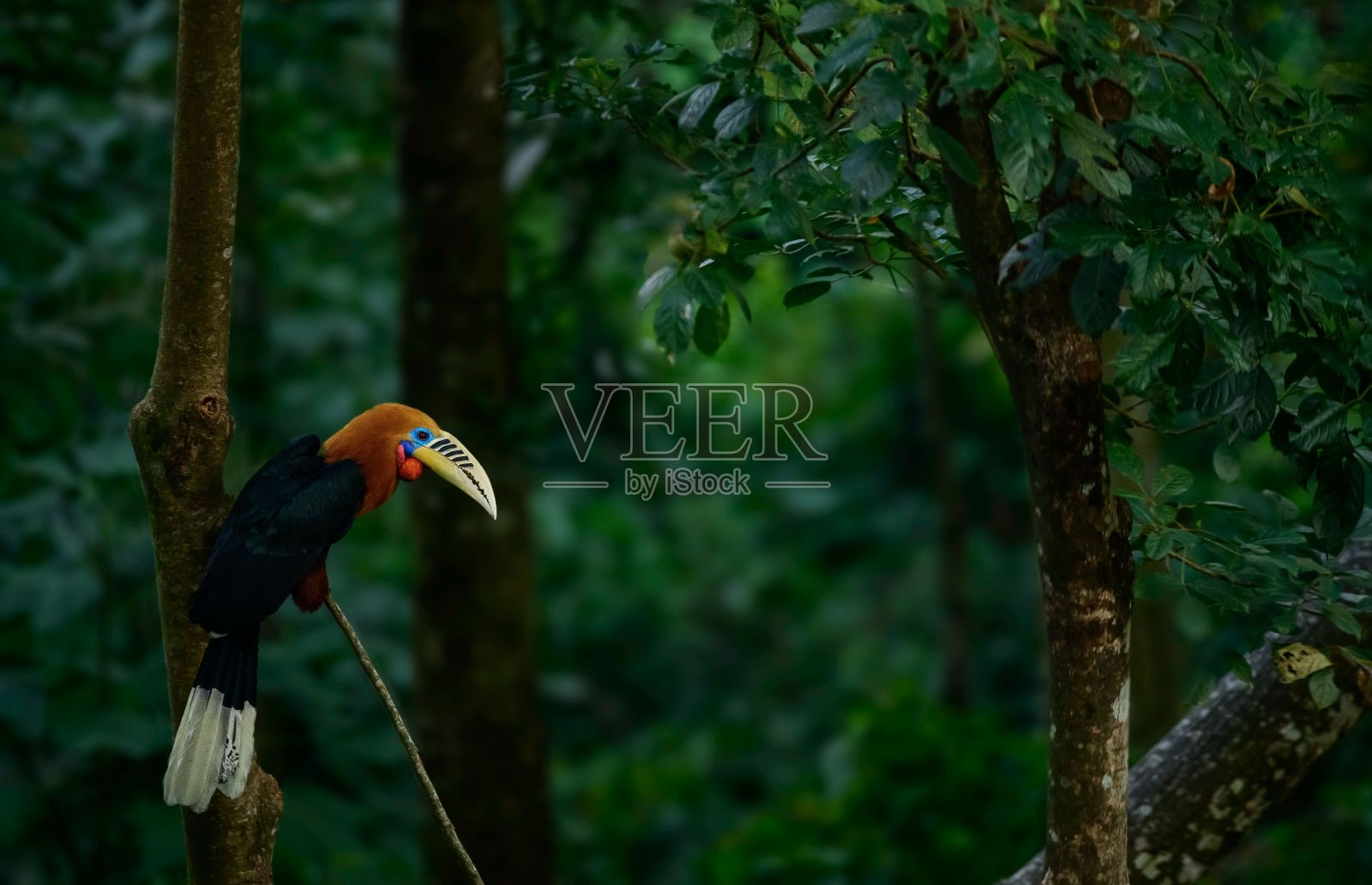 一只红颈犀鸟栖息在树枝上的特写照片摄影图片