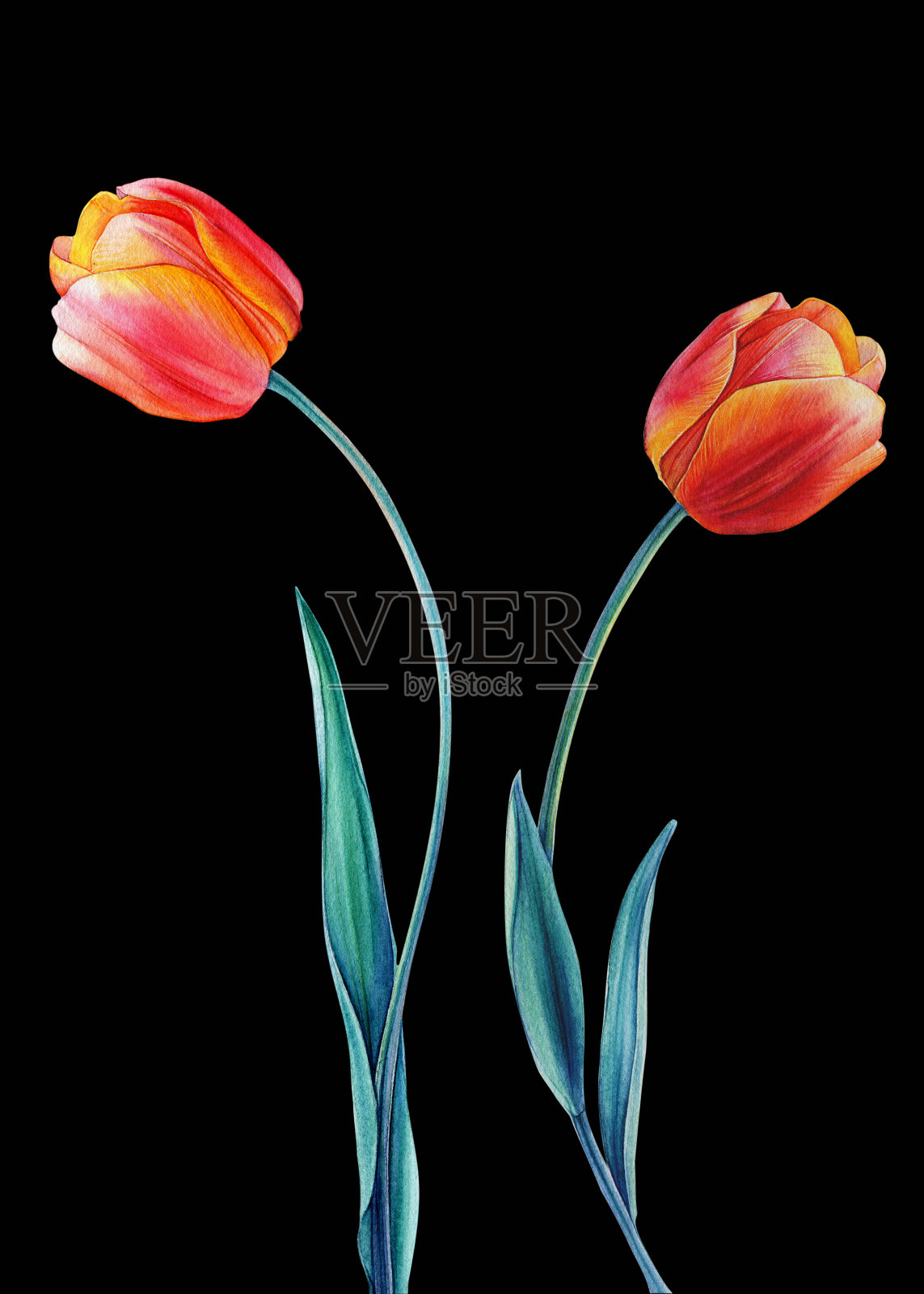 水彩郁金香透明背景，矢量水彩花设计元素图片