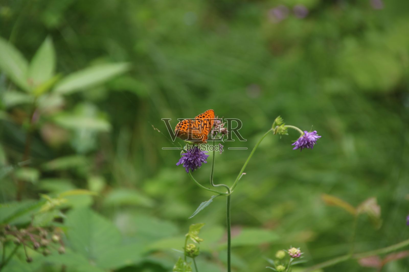 特写高棕色贝母蝴蝶在盛开的花朵孤立在绿色的自然背景照片摄影图片