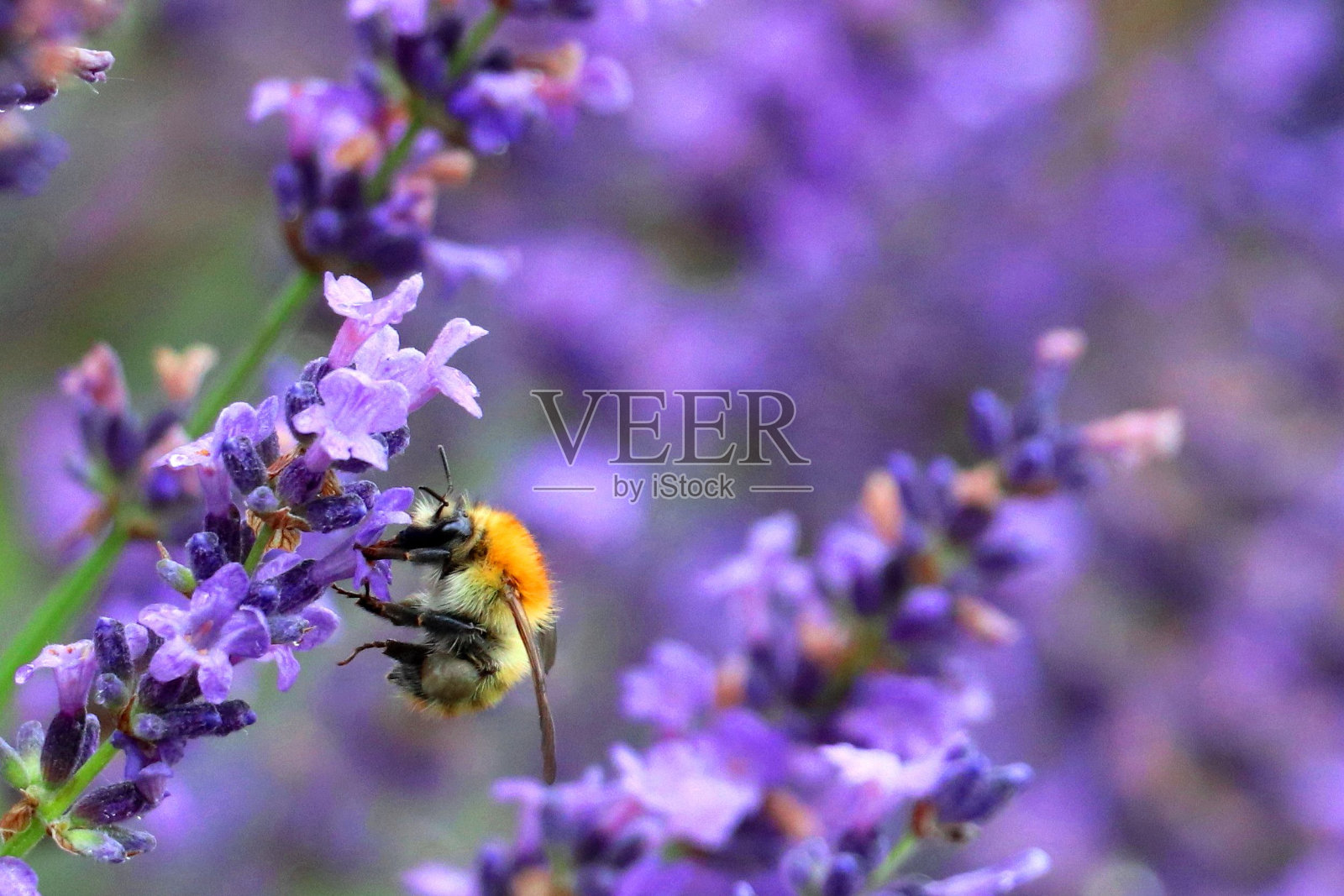 微距拍摄的蜜蜂授粉薰衣草花照片摄影图片
