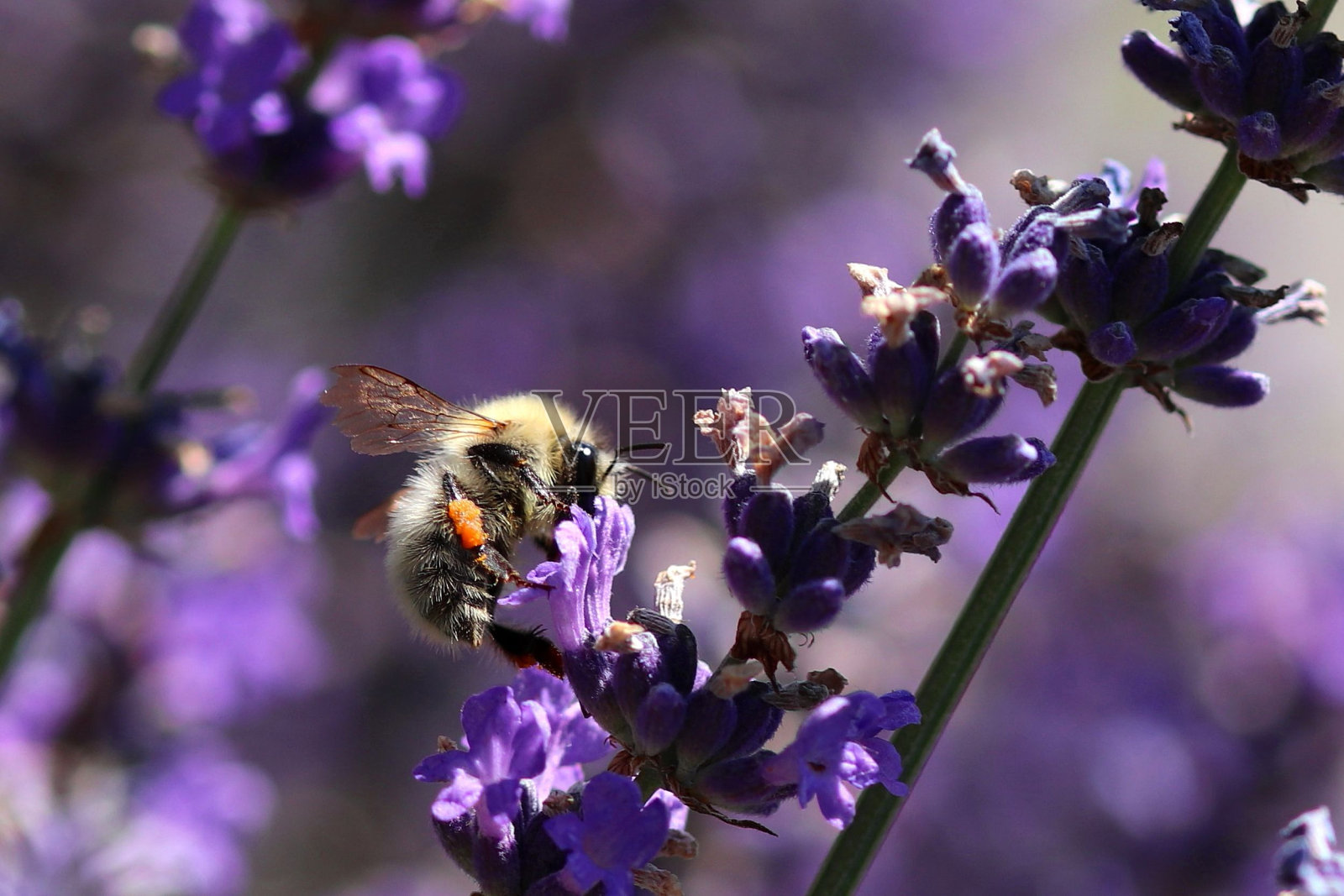 微距拍摄的蜜蜂授粉薰衣草花照片摄影图片