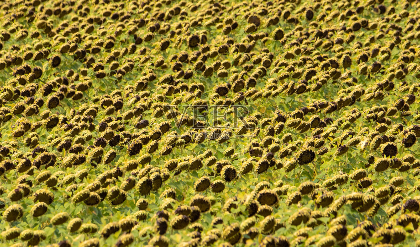 田野里成熟的向日葵。照片摄影图片