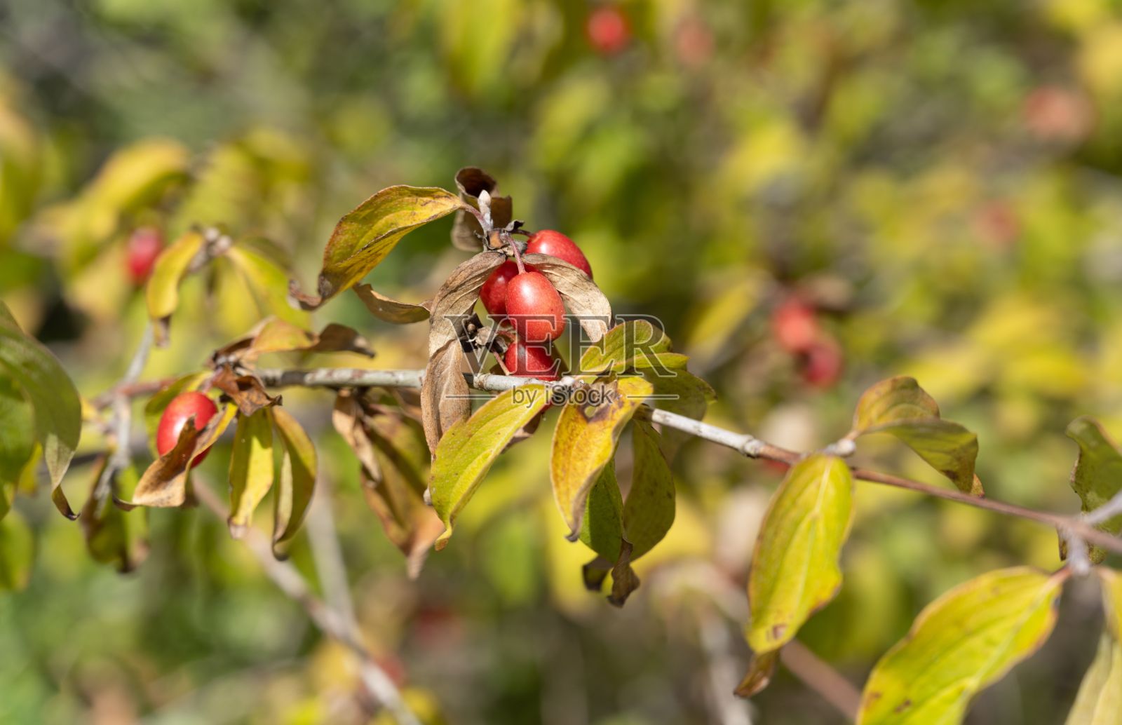 野生蔓越莓，有小的常绿叶子照片摄影图片