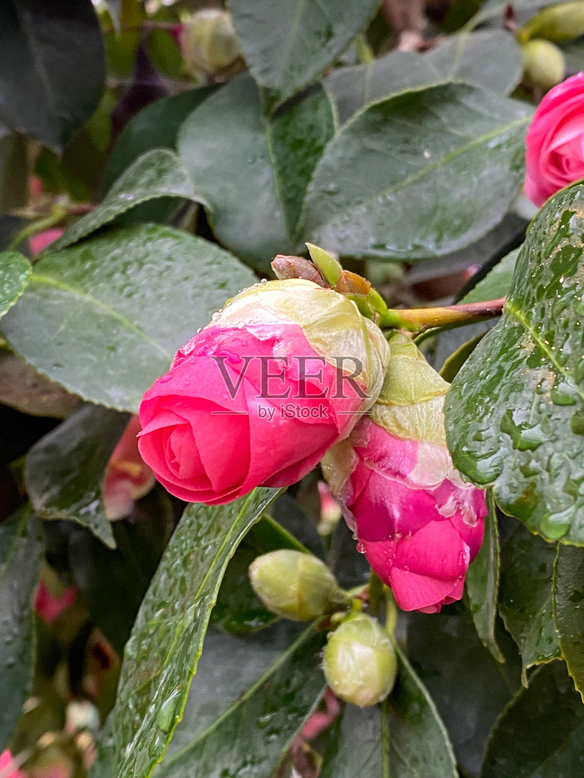 夏天的花照片摄影图片