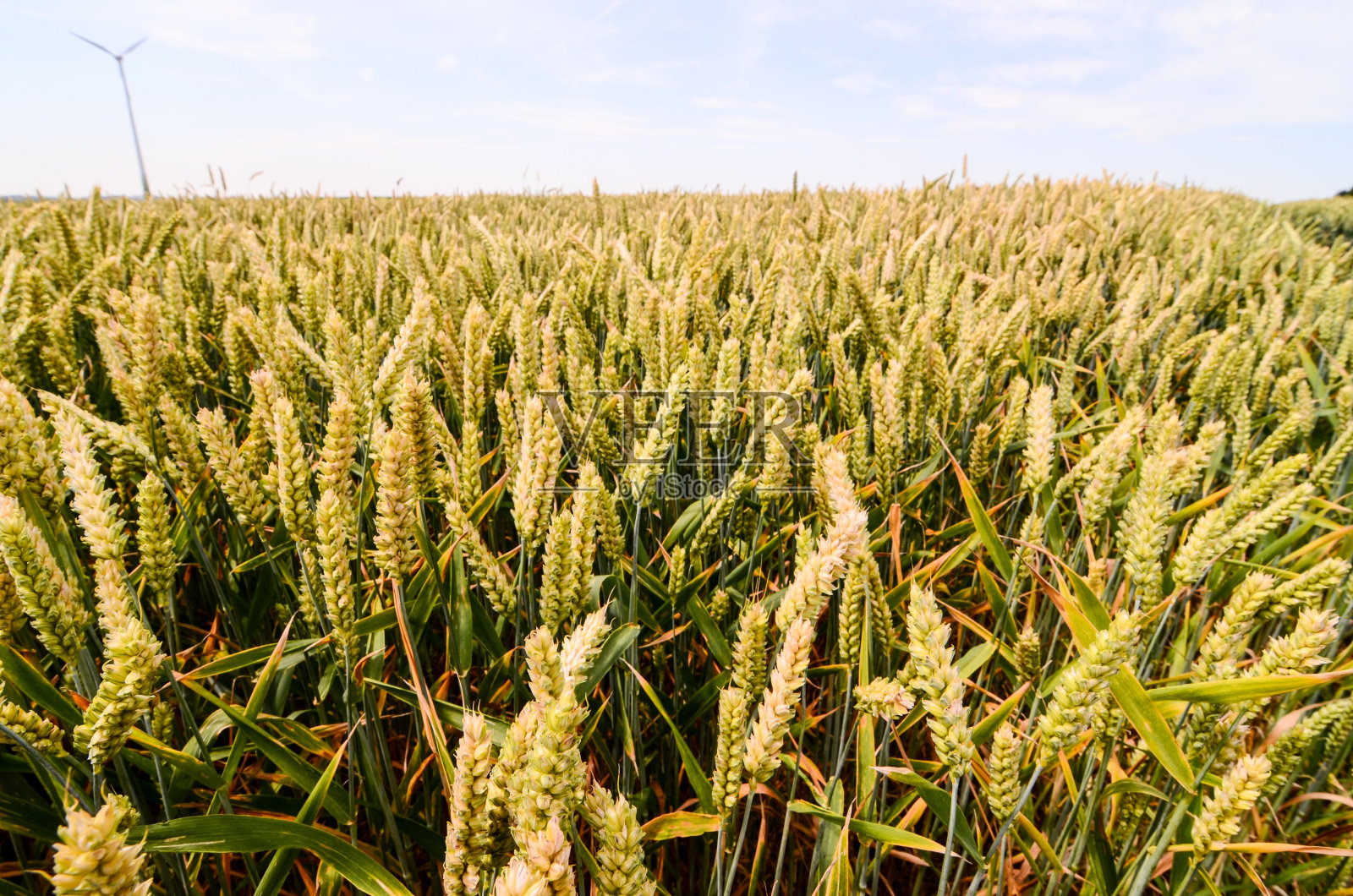 纹理麦田，数字，照片，图像照片摄影图片