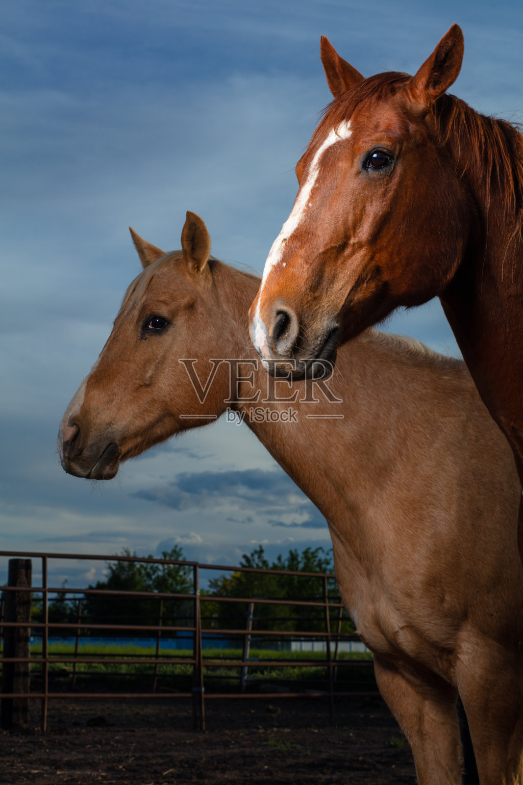 两匹四分之一的马照片摄影图片