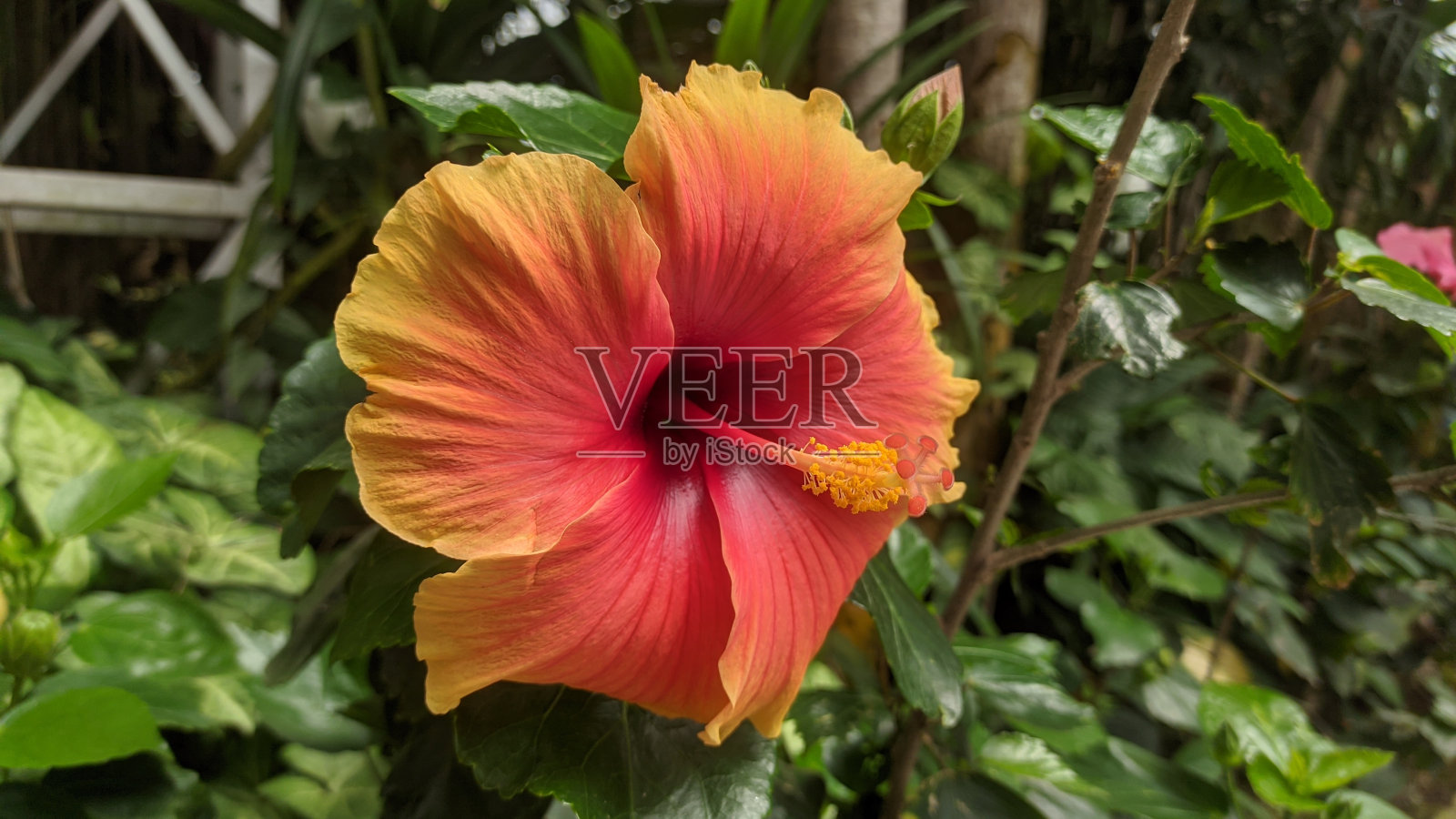 红色和黄色的芙蓉花在绿色的背景上。照片摄影图片